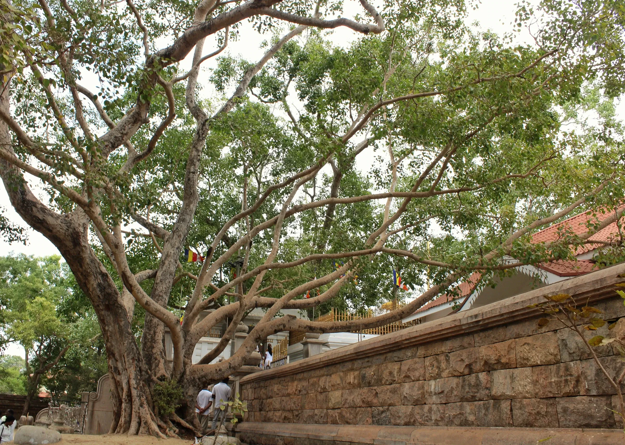 The ancient Jaya Sri Maha Bodhi tree behind its stone terrace wall in Anuradhapura