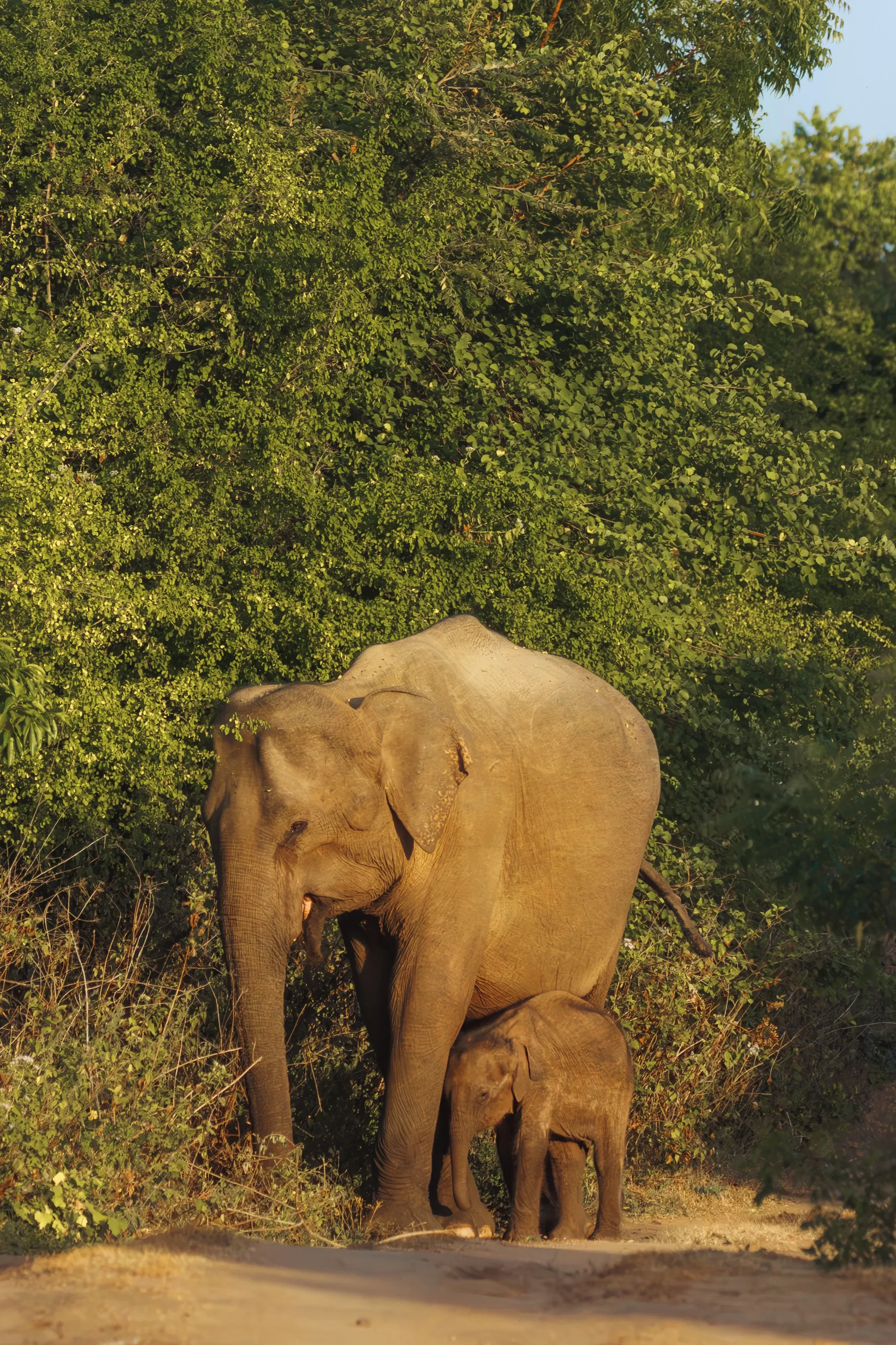 A mother elephant and her calf at the edge of the bush in Udawalawe National Park