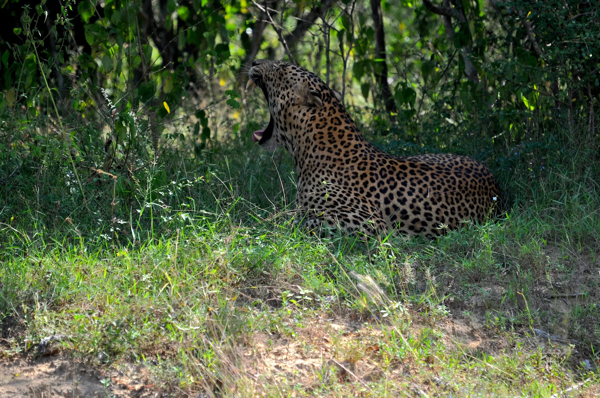 A leopard yawning in the shade of trees in Yala National Park