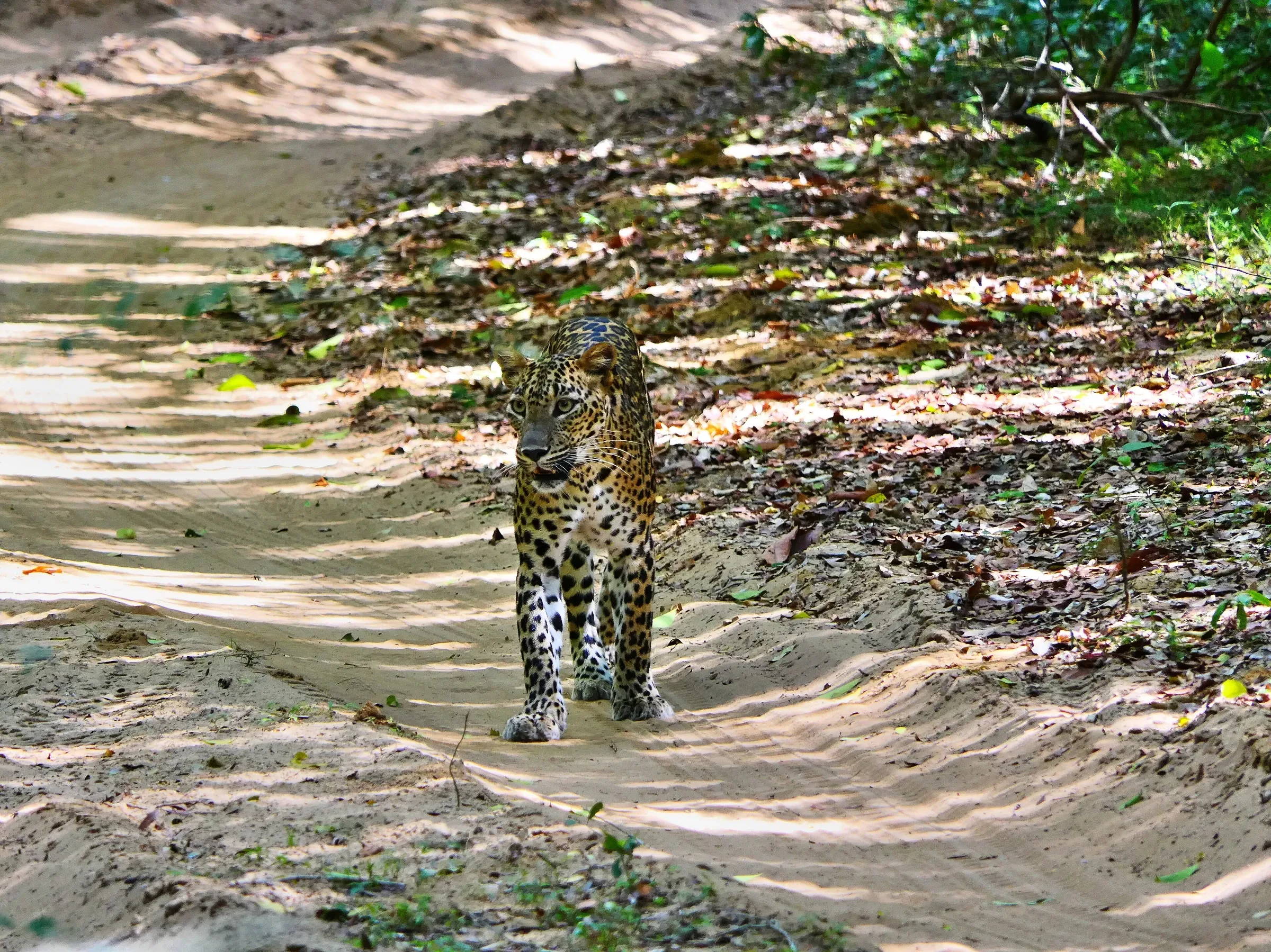 A leopard walking along a sandy track in Wilpattu National Park