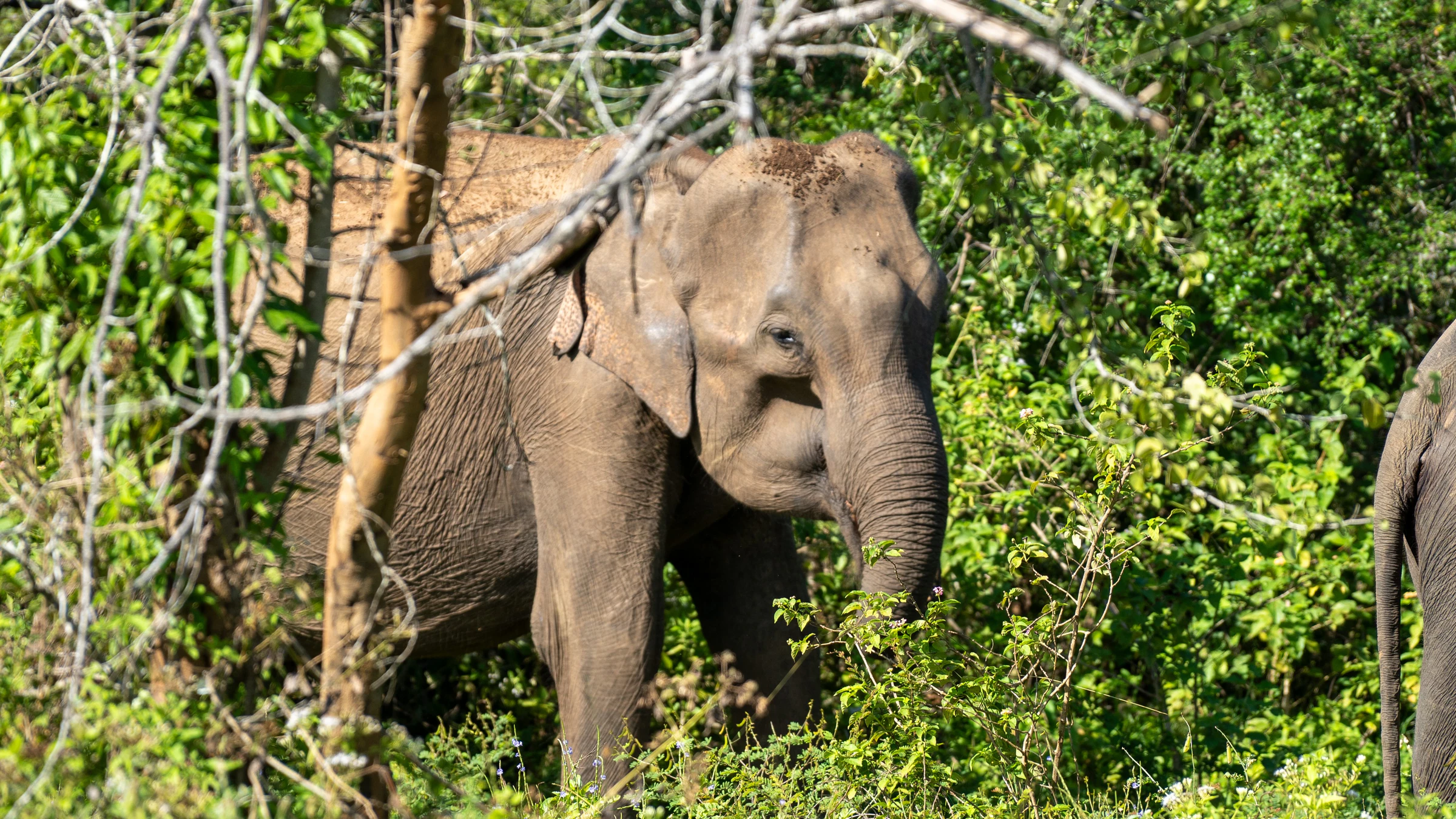 A wild elephant feeding among green bushes in Udawalawe National Park