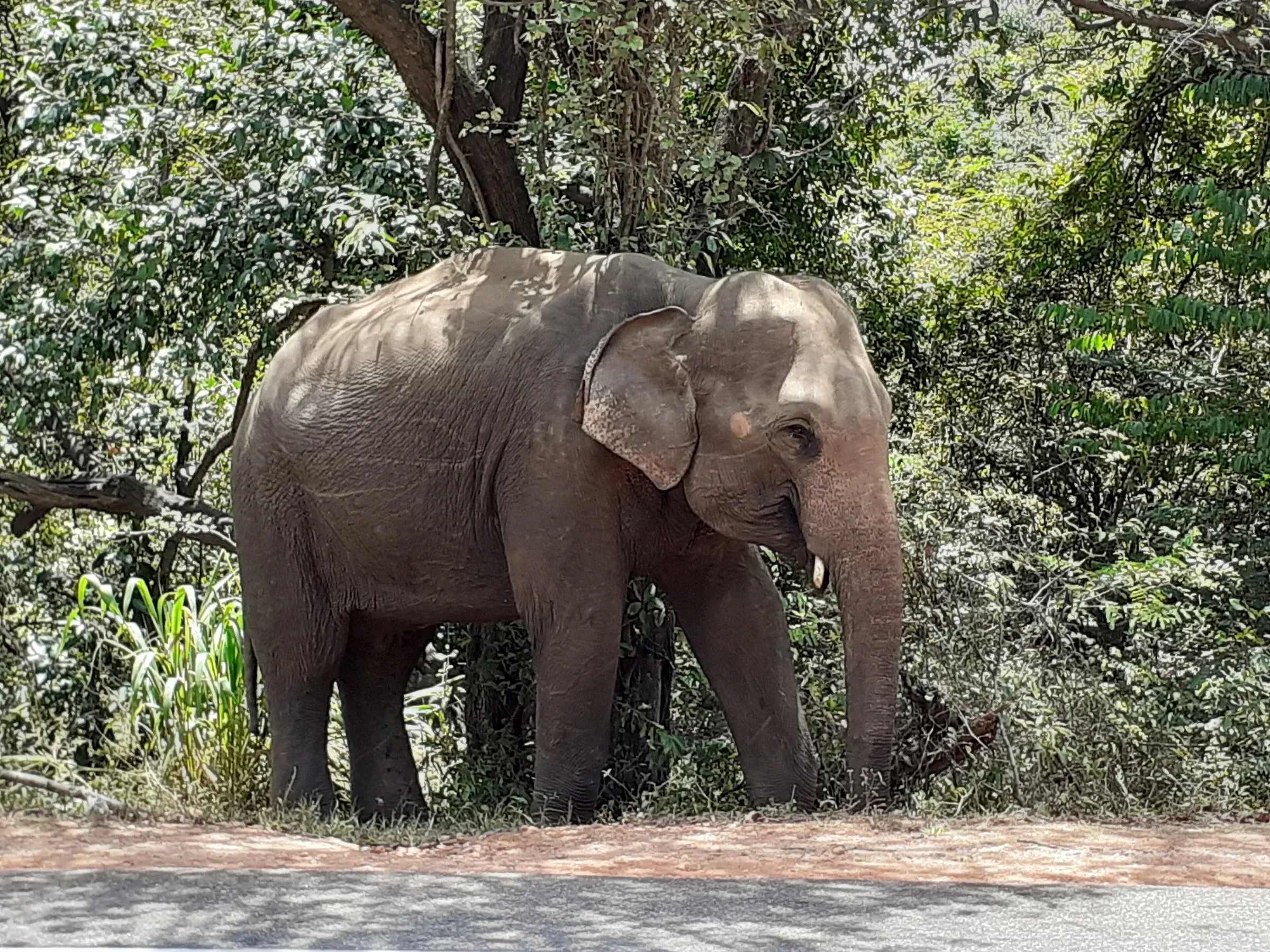 A wild elephant standing beside the main road near Habarana in Sri Lanka