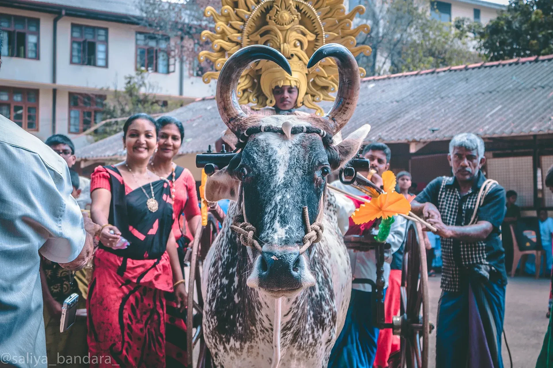 A decorated bull led through a courtyard by villagers at a Sri Lankan New Year celebration