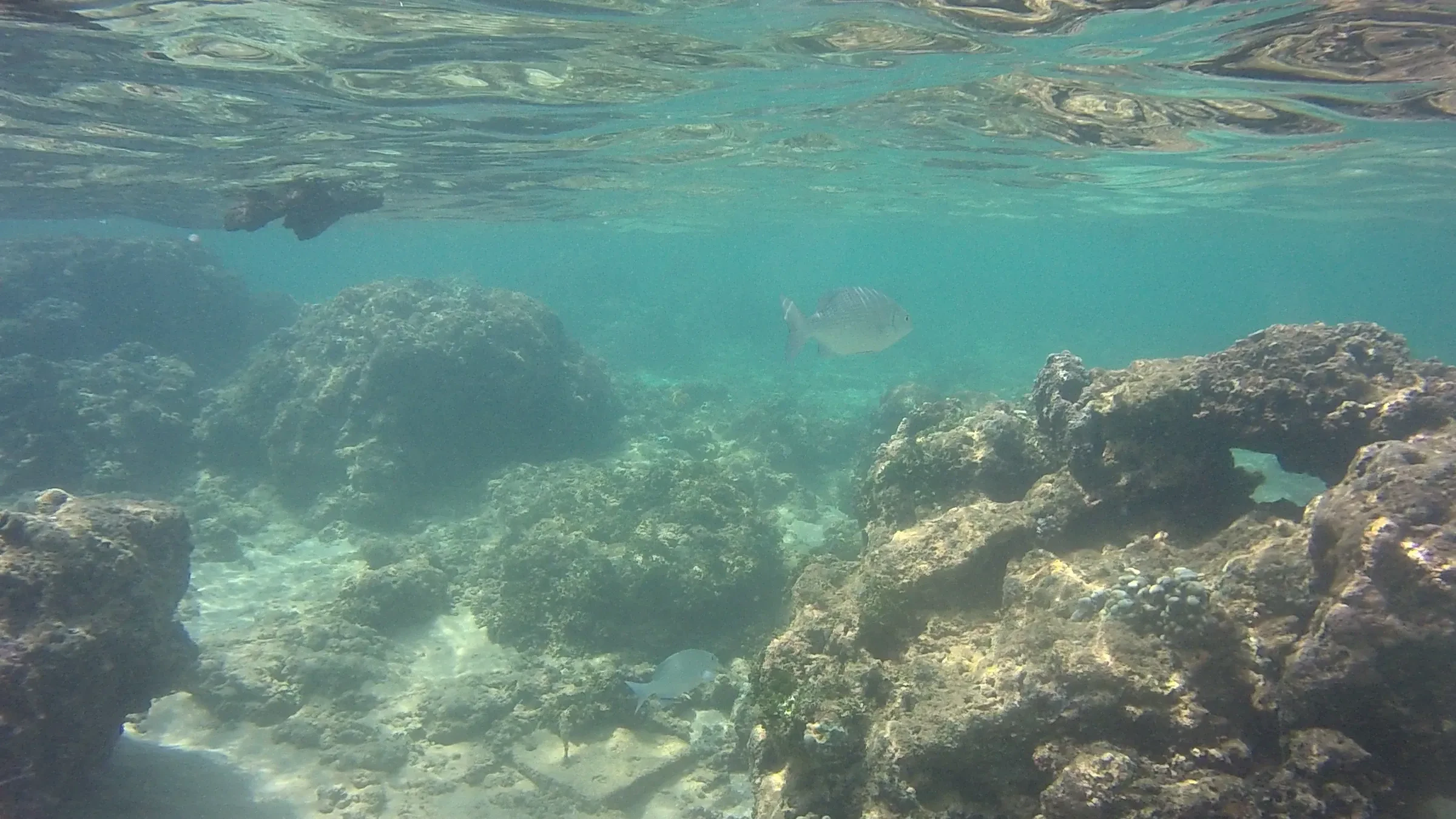 Rocky coral reef seen from just under the surface at Hikkaduwa