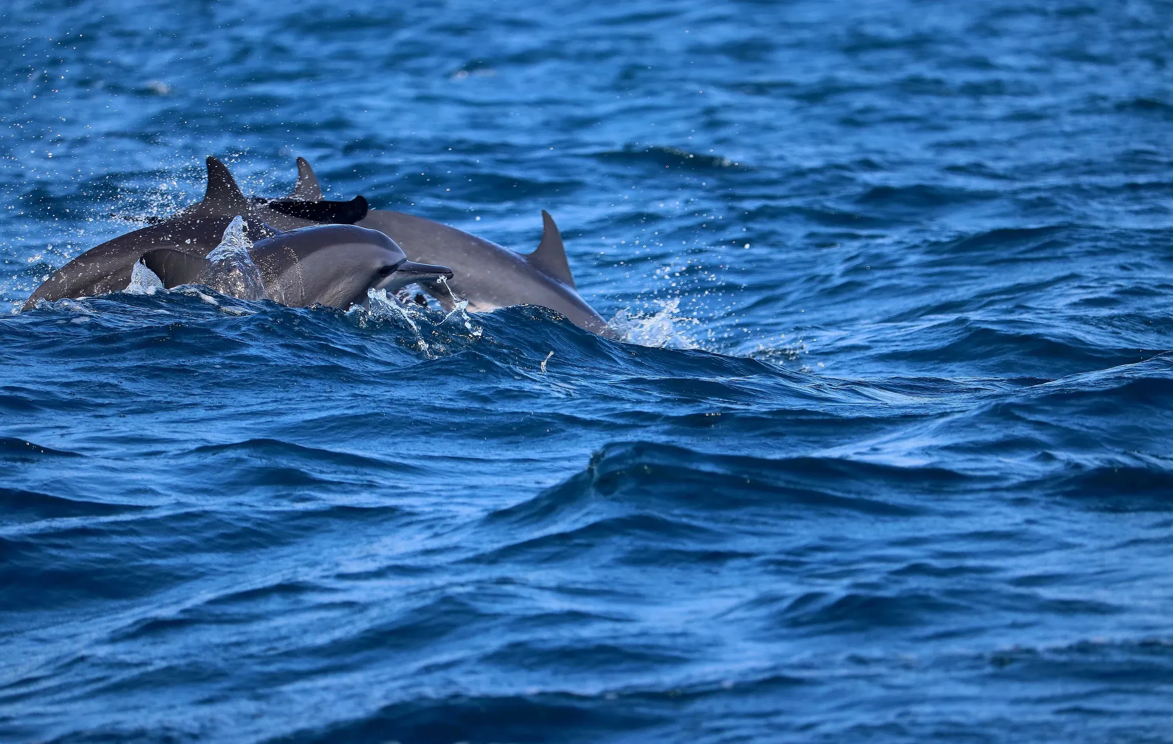Spinner dolphins surfacing in open water off Kalpitiya