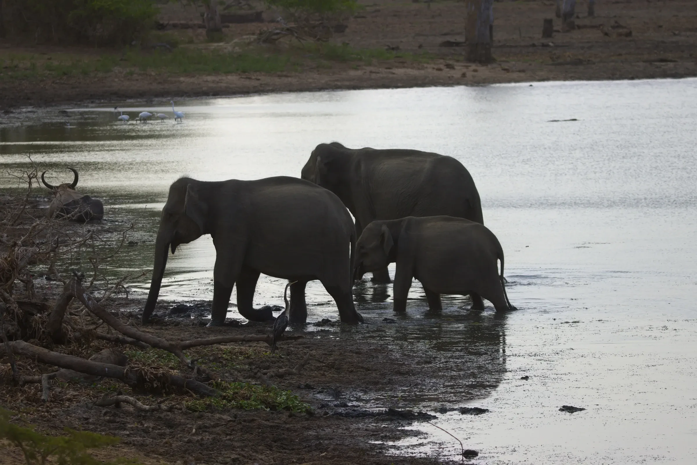 Sri Lankan elephants standing in a waterhole at Yala National Park