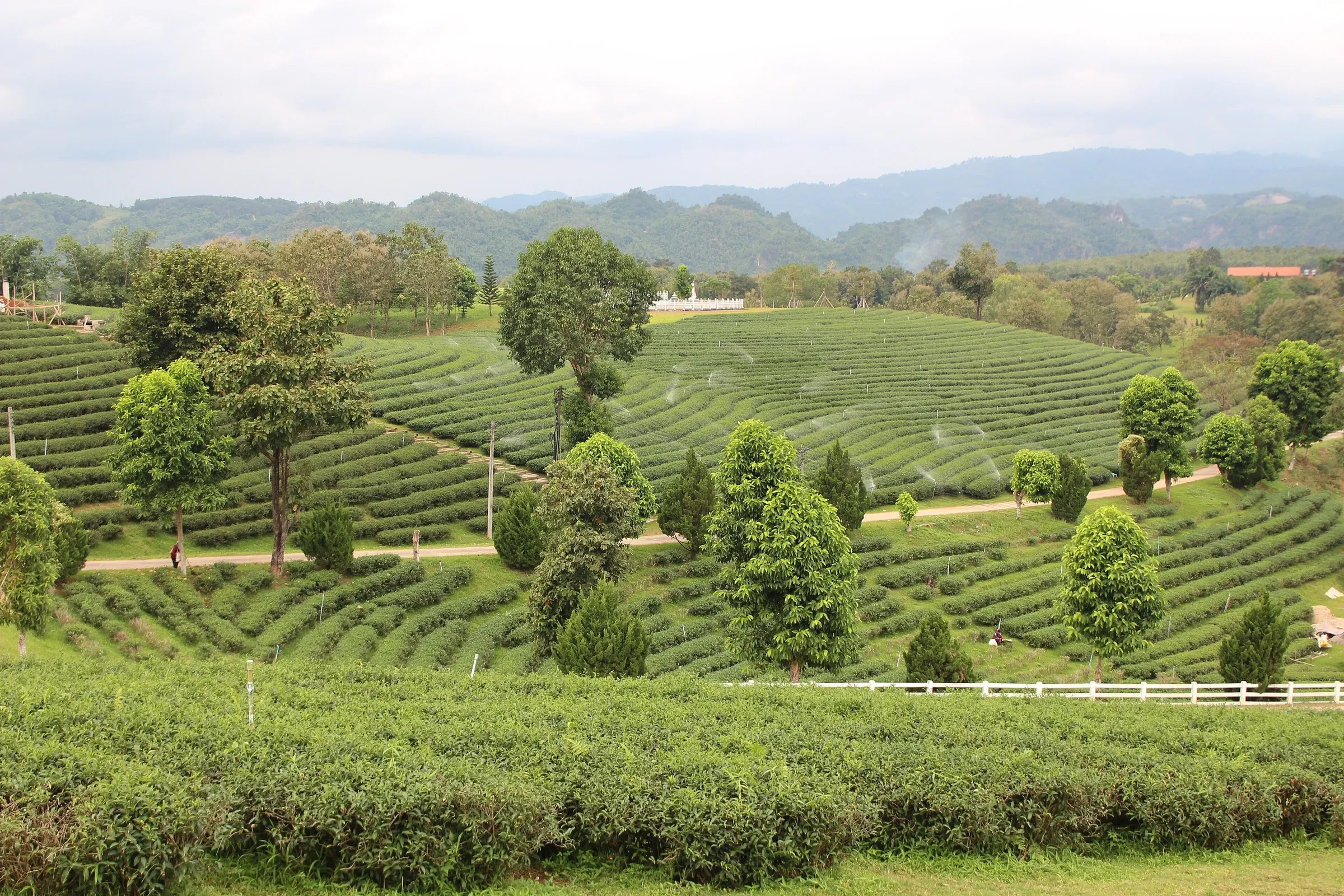 Rows of green tea terraces and trees at the Choui Fong plantation in Chiang Rai province