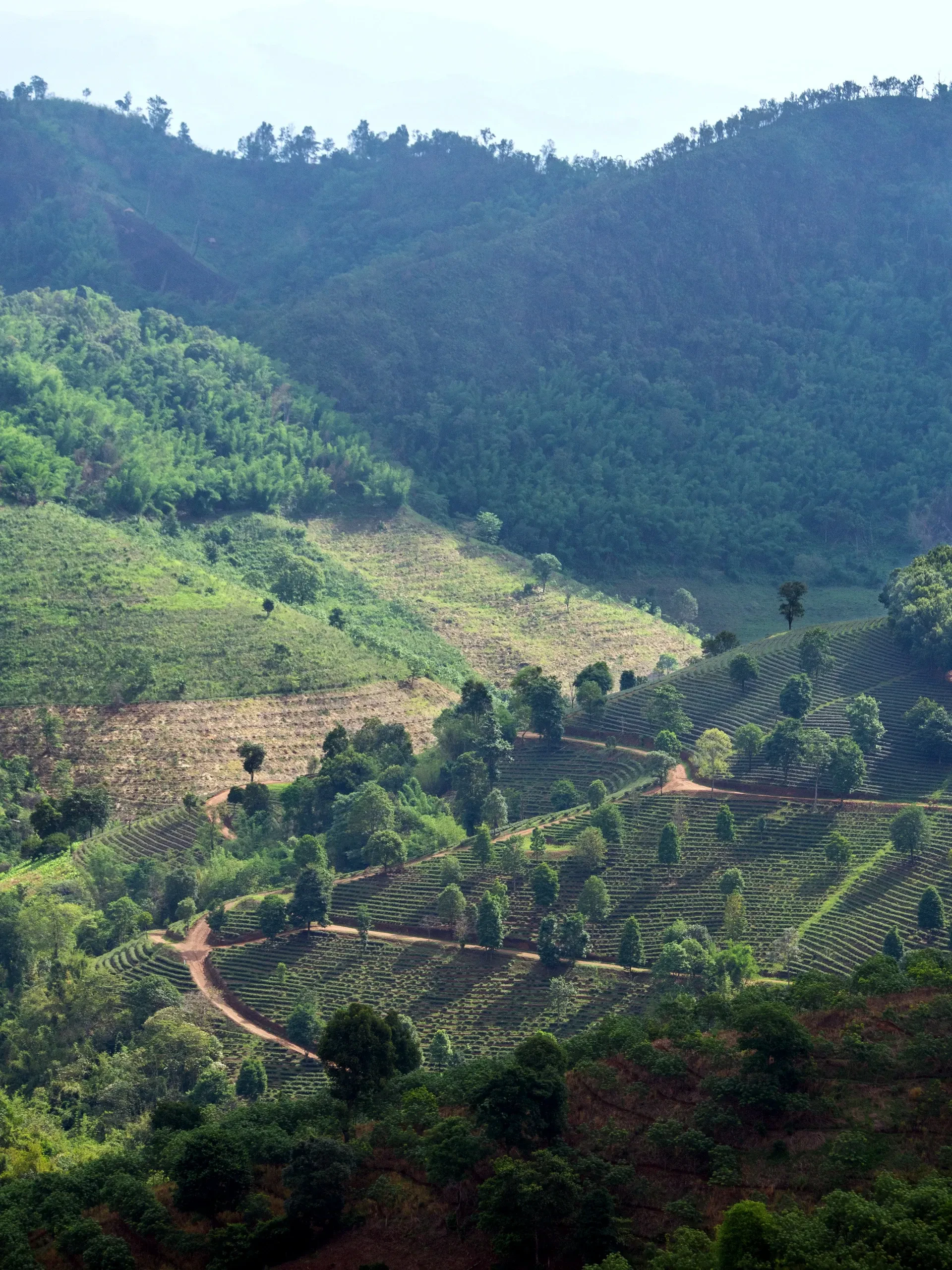 Rows of tea bushes on the hillsides at Mae Salong in northern Thailand