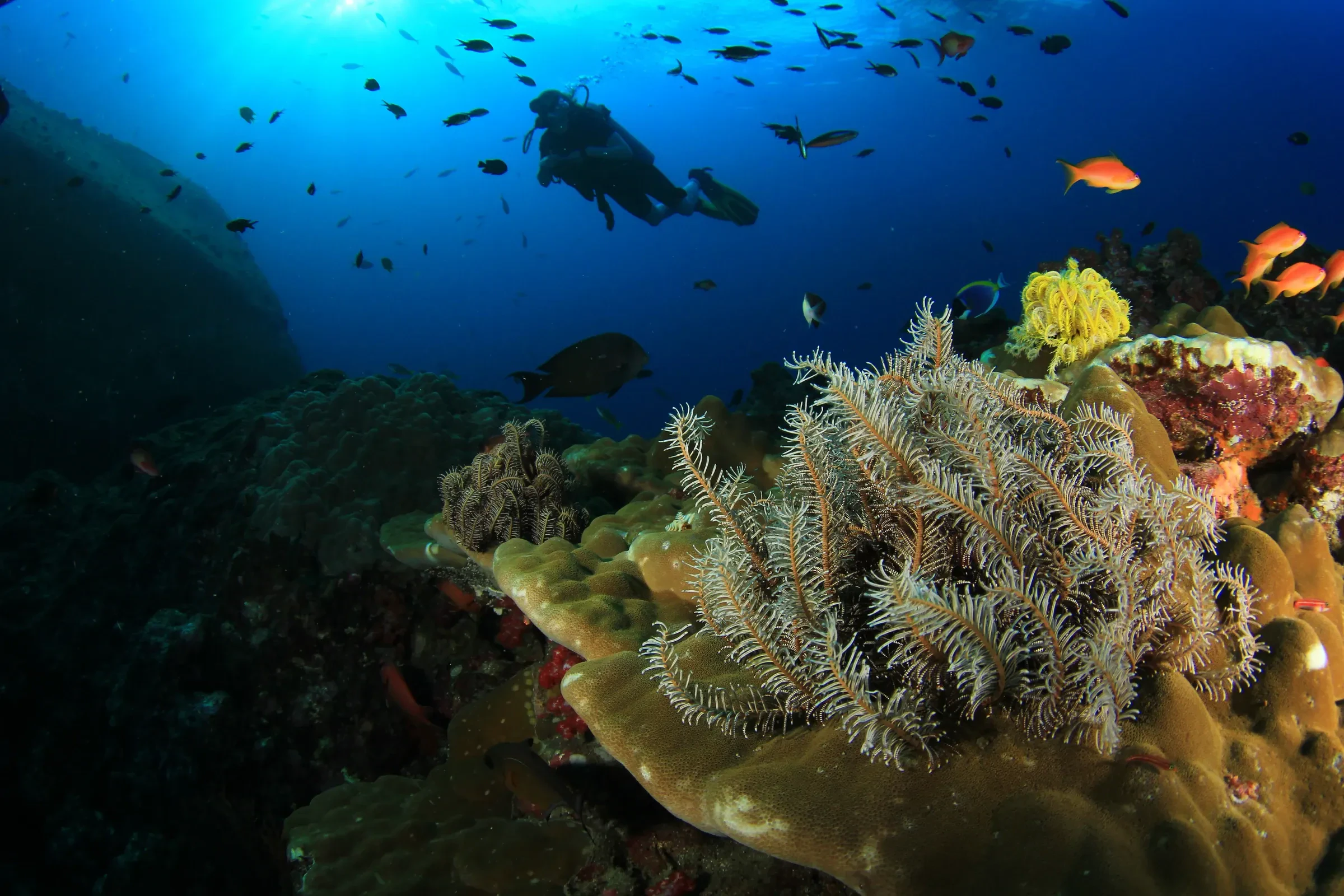 A diver above a coral reef with feather stars and a shoal of fish in blue water