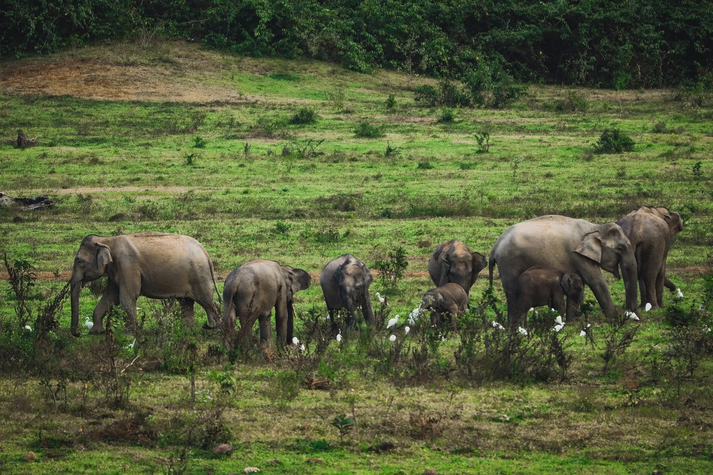Elephants in Thailand, seen away from the Surin Elephant Round-up's show ring