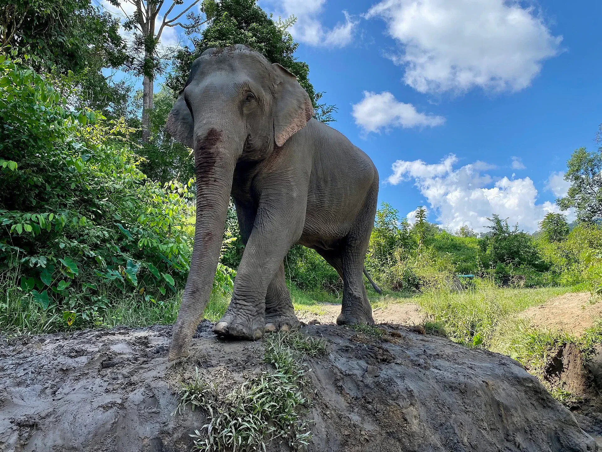 An elephant standing on a mud bank in the Mae Wang area near Chiang Mai