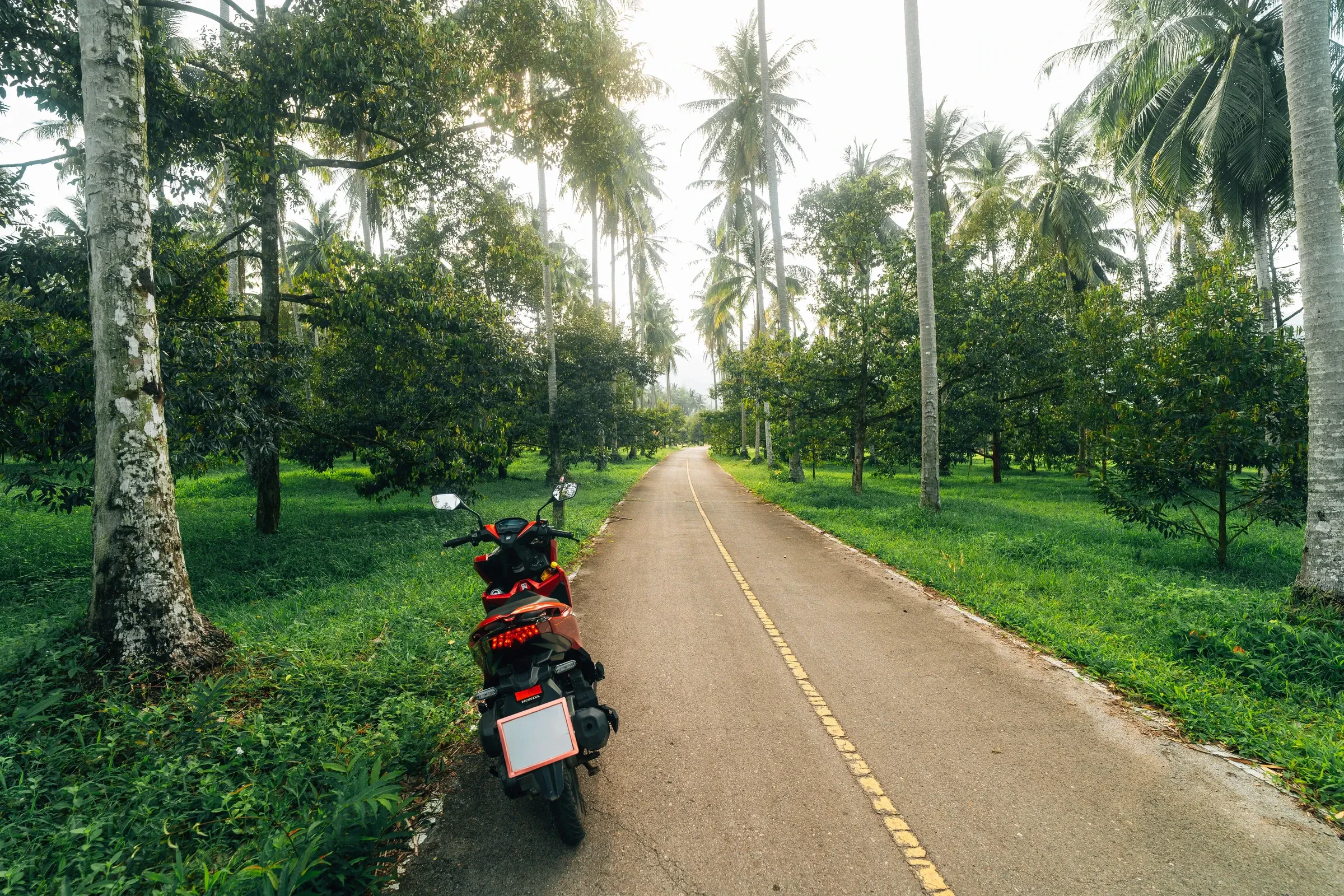 A scooter parked on a quiet road through coconut palms