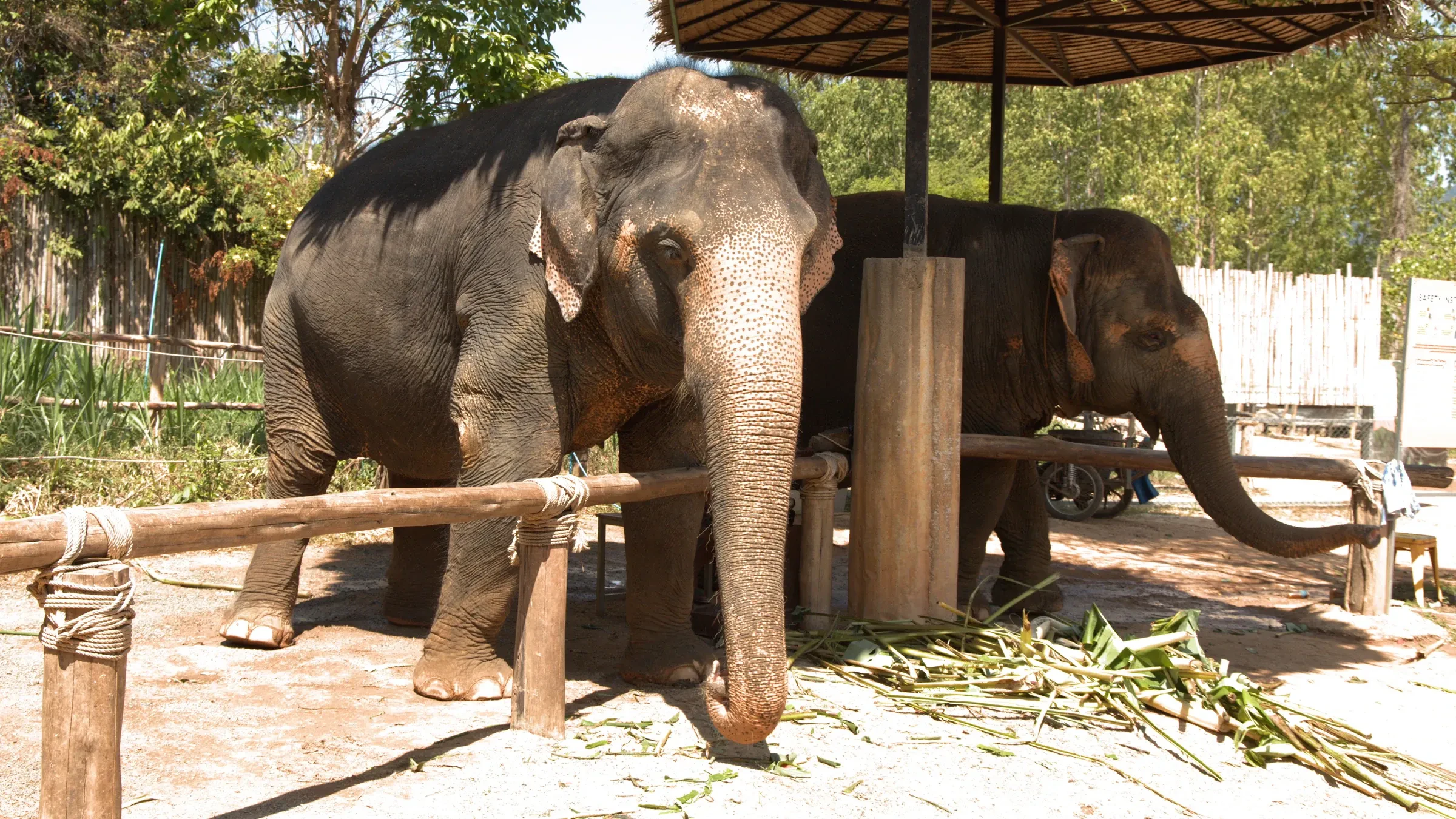 Two elephants standing under a shelter at a sanctuary in Phuket, Thailand