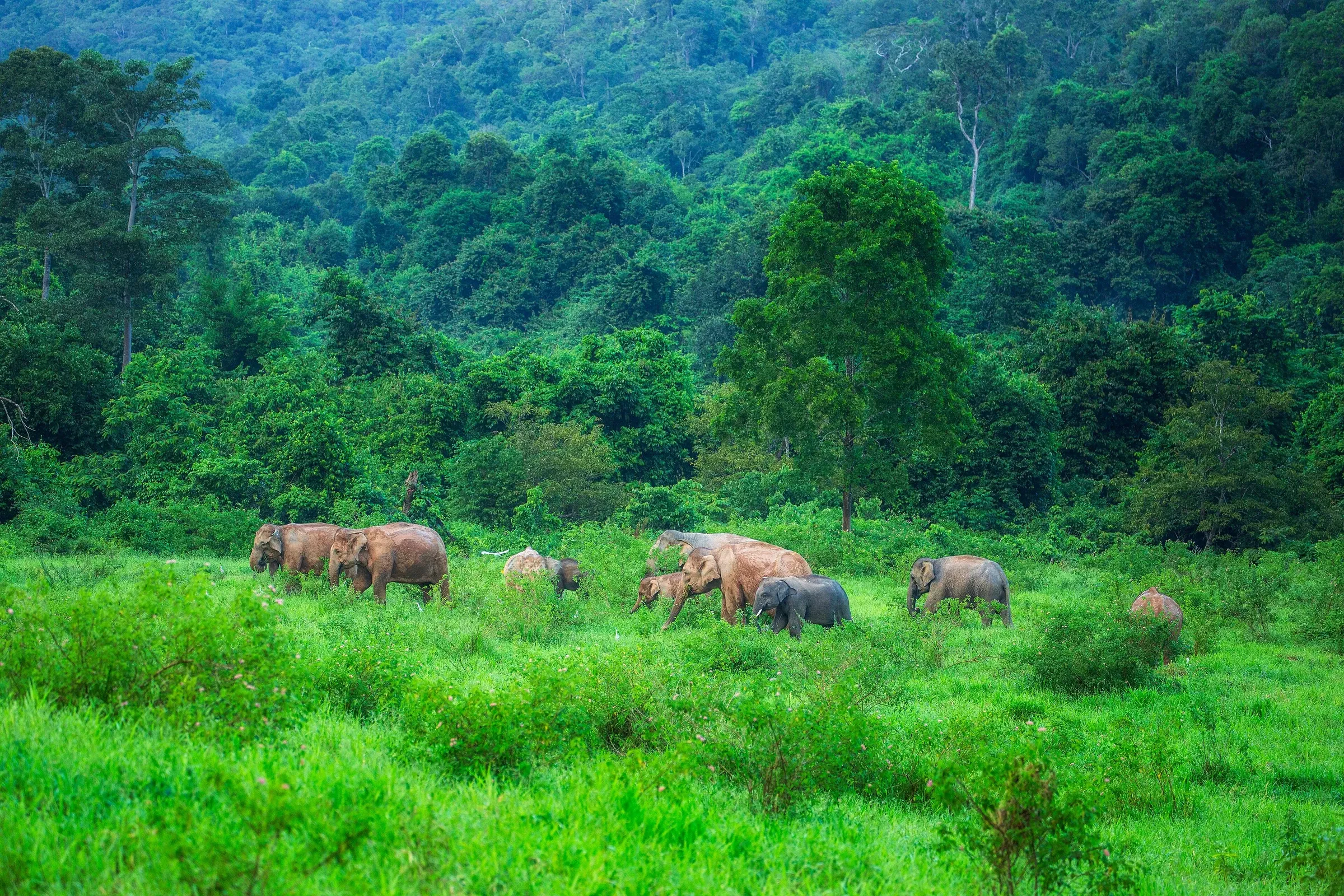 Wild elephants grazing in a green clearing in Kui Buri National Park, Thailand