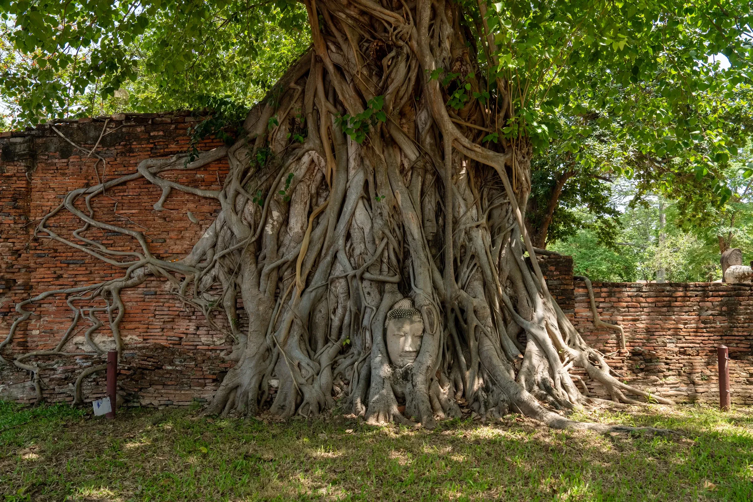 A Buddha head held in banyan roots at Wat Mahathat in Ayutthaya