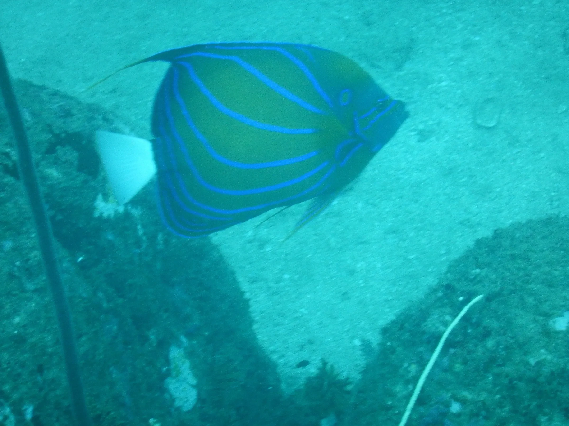 A blue-ringed angelfish swimming above rocky reef off Unawatuna