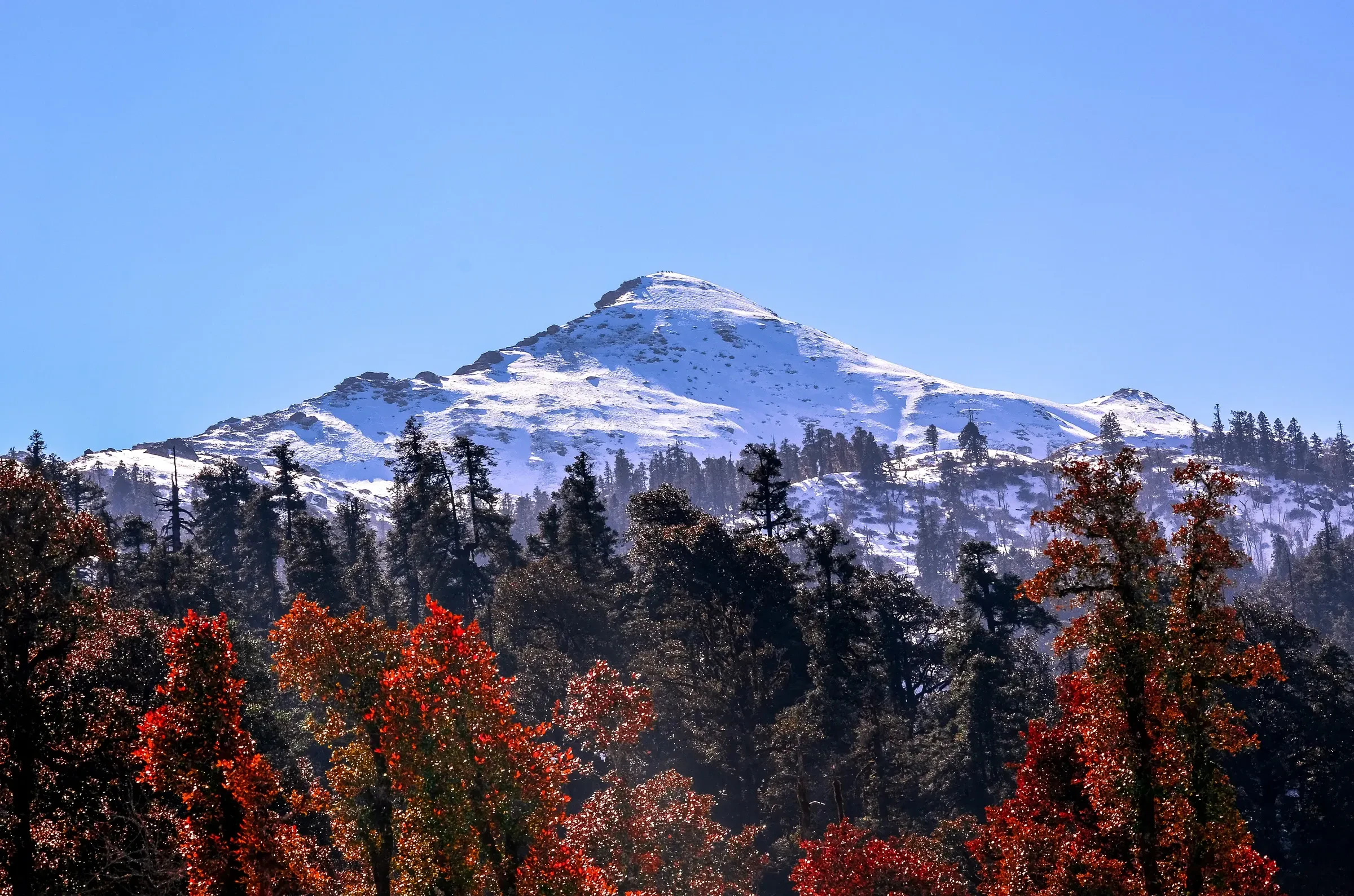 Snow-dusted Kedarkantha peak rising above forest in Uttarakhand