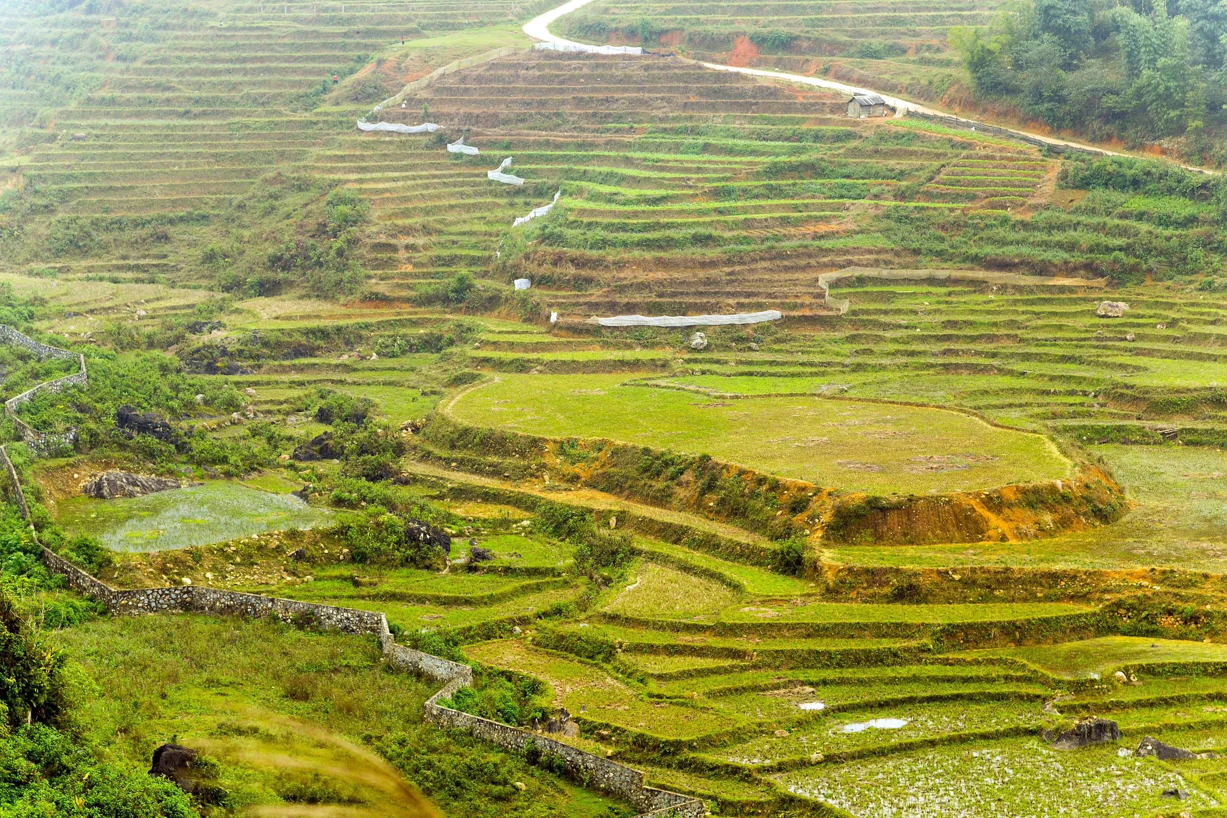 Golden rice terraces stepping down a valley near Sapa before the harvest
