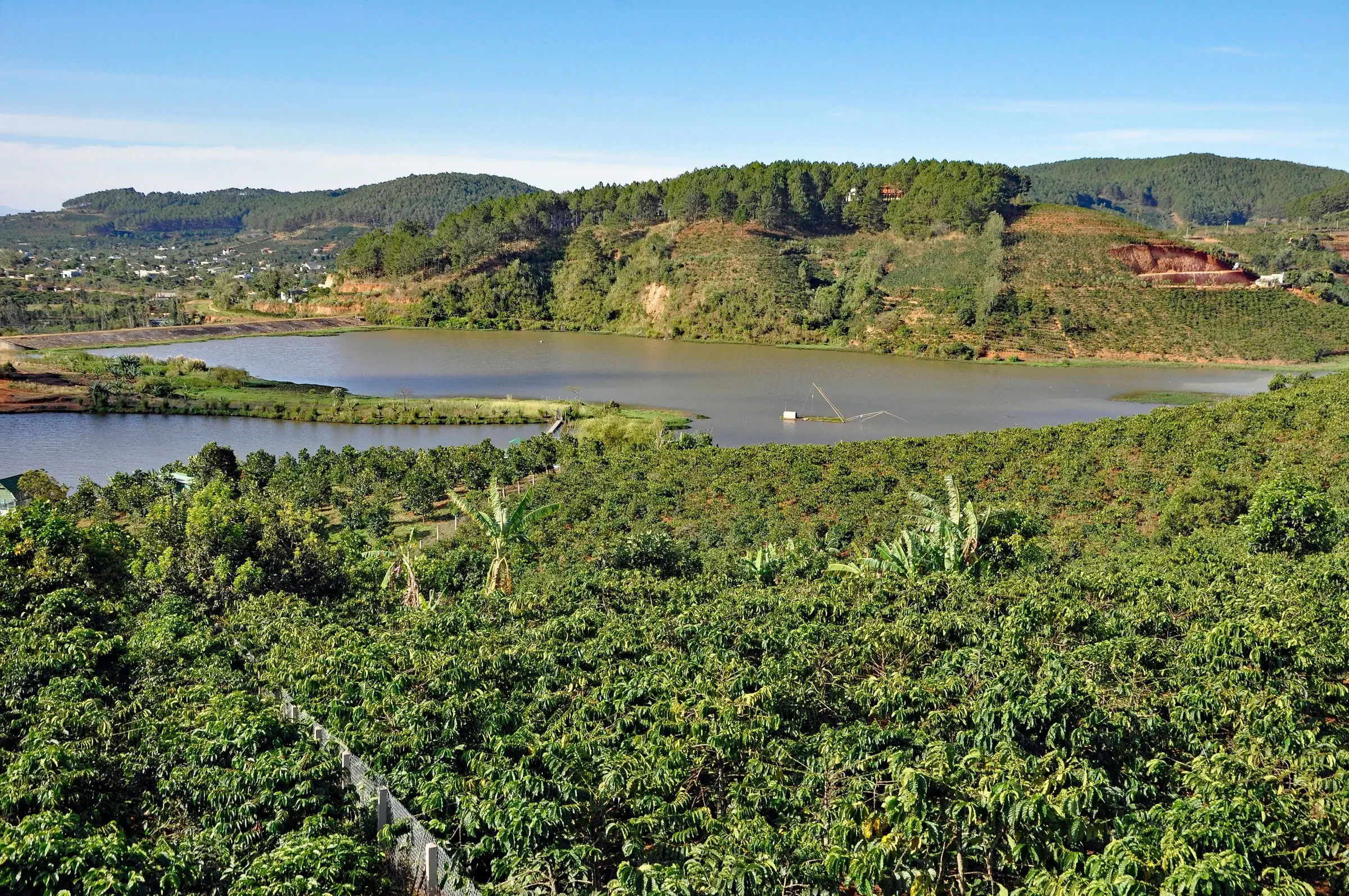Coffee plants on a hillside farm beside a lake near Da Lat