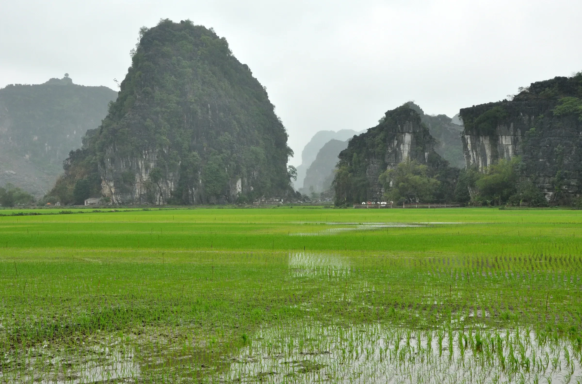 Green rice paddies and limestone peaks in Ninh Binh