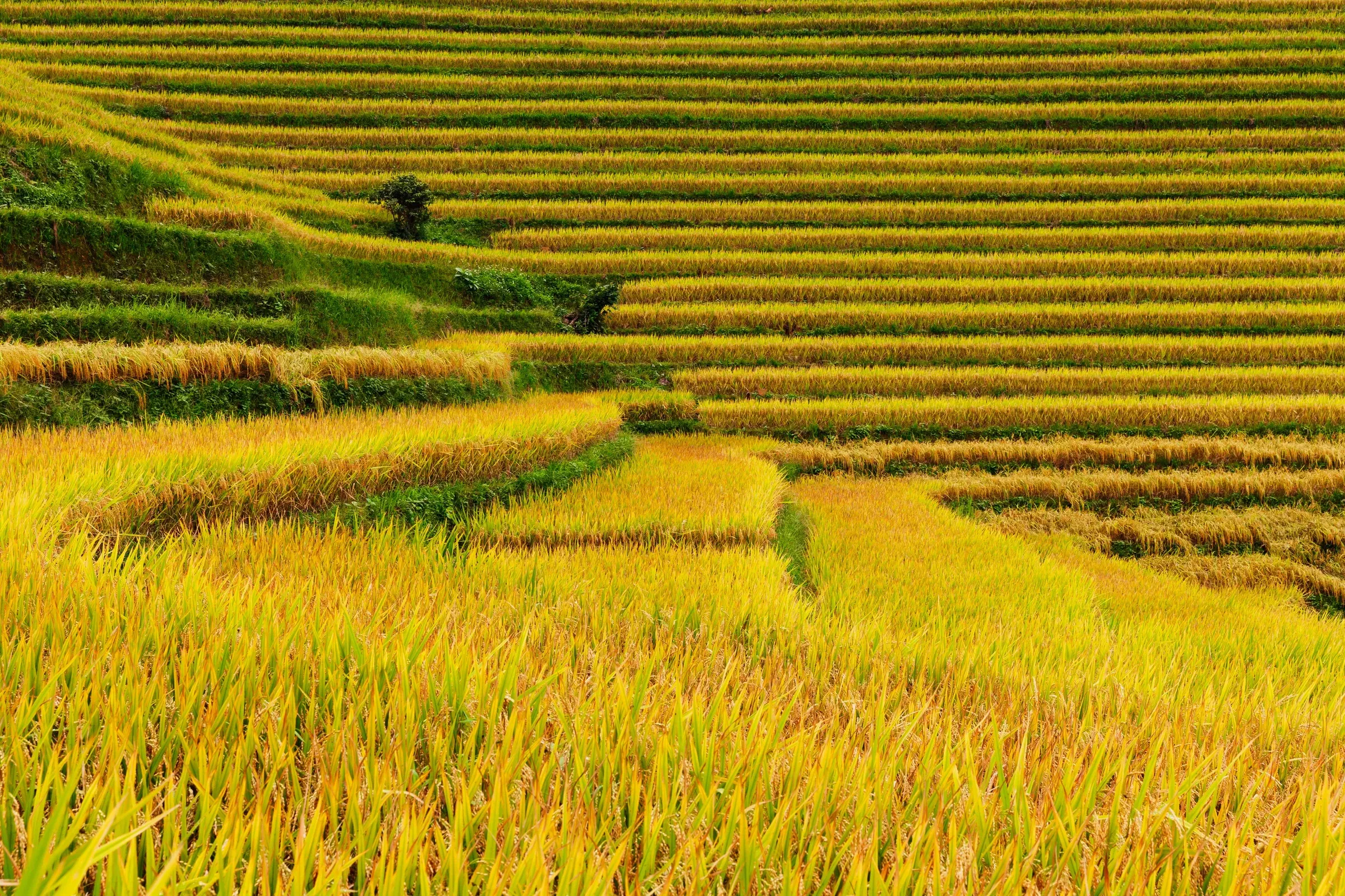 Golden terraced rice paddies in Sapa