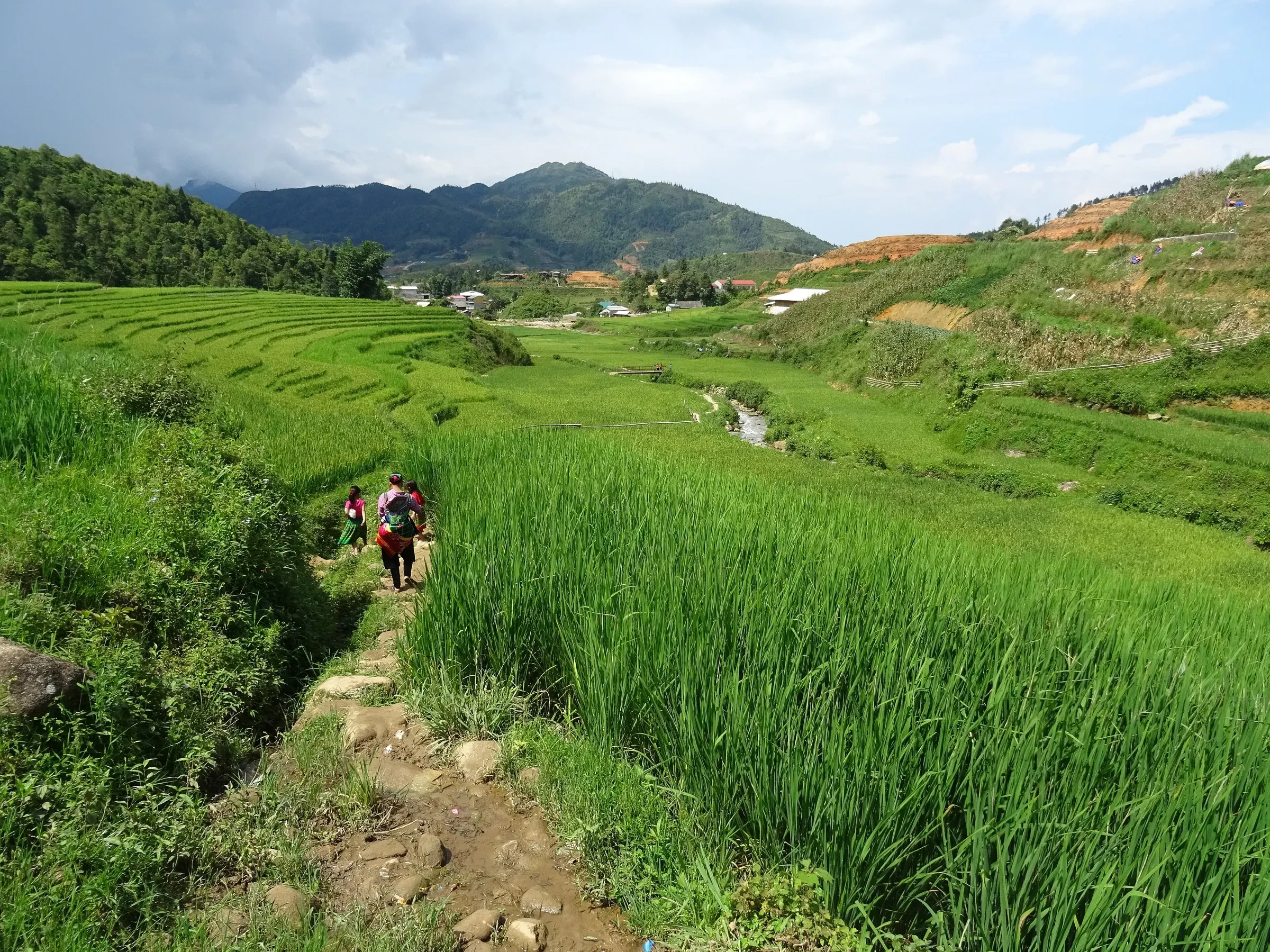 Walkers on a path through green rice terraces between Sa Pa and Ta Phin