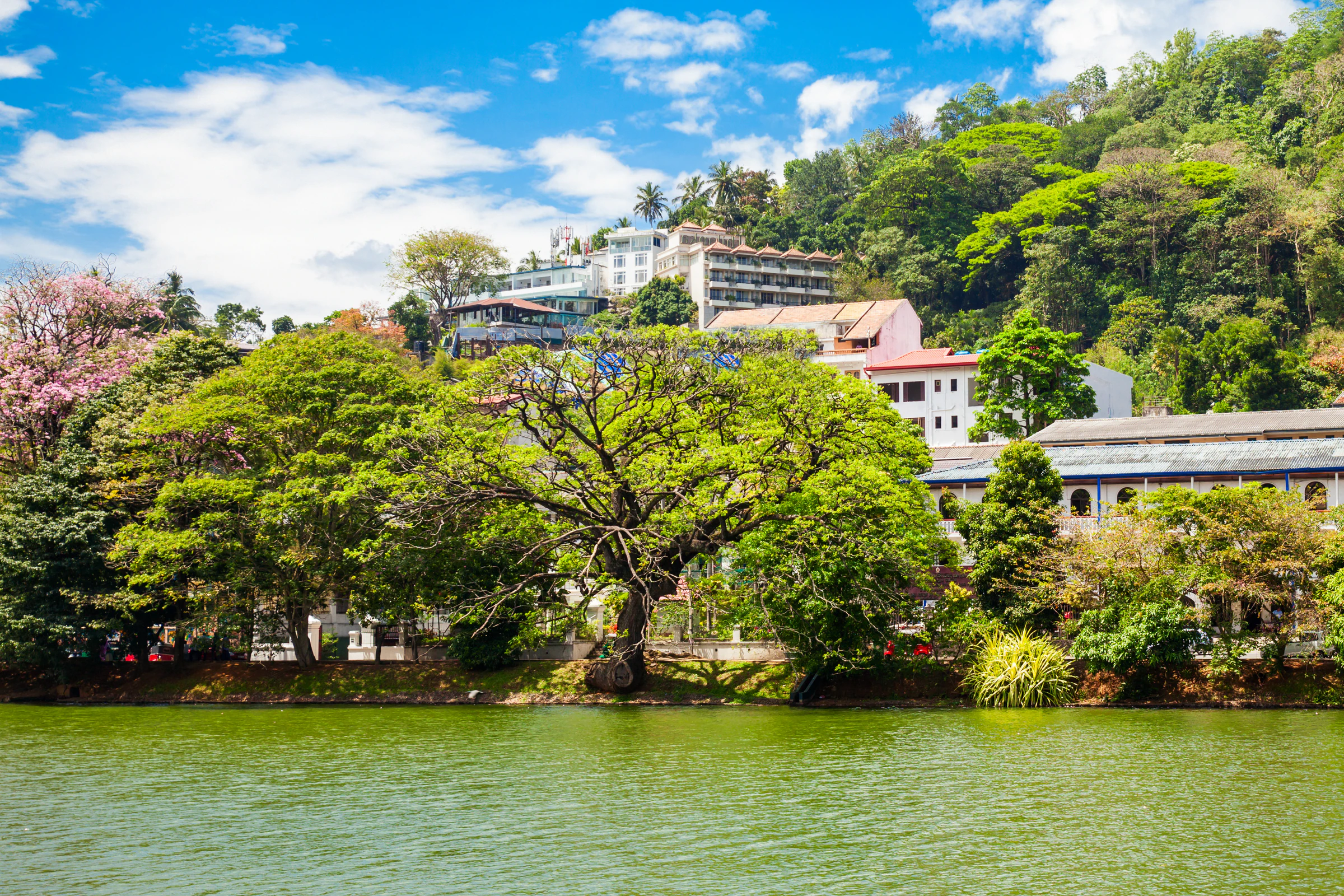 The shore of Kandy Lake with trees and buildings along the water