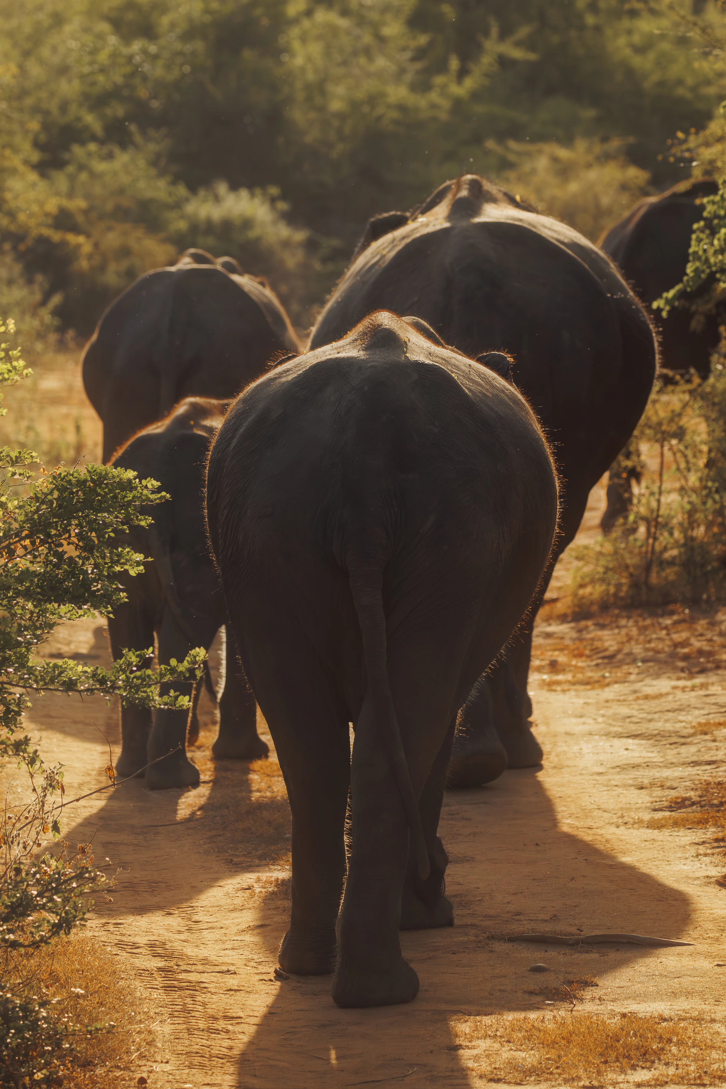 Wild elephants walking along a dirt track at Udawalawe