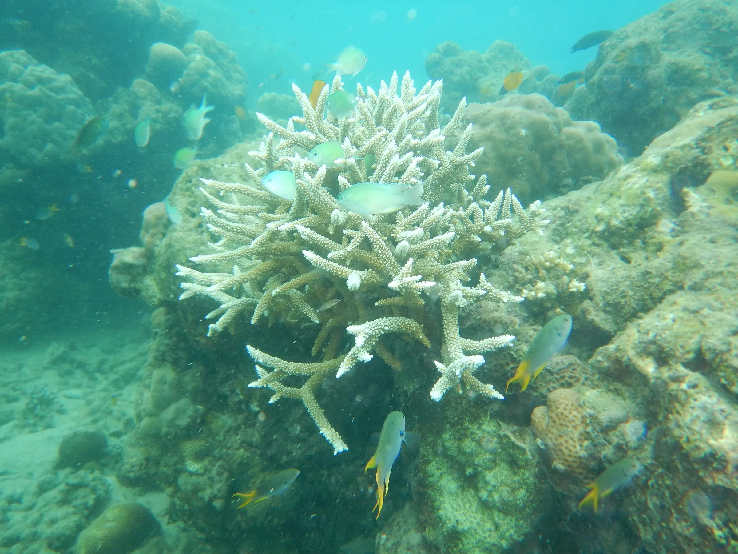 Coral and small fish seen while snorkelling at Elephant Beach on Havelock