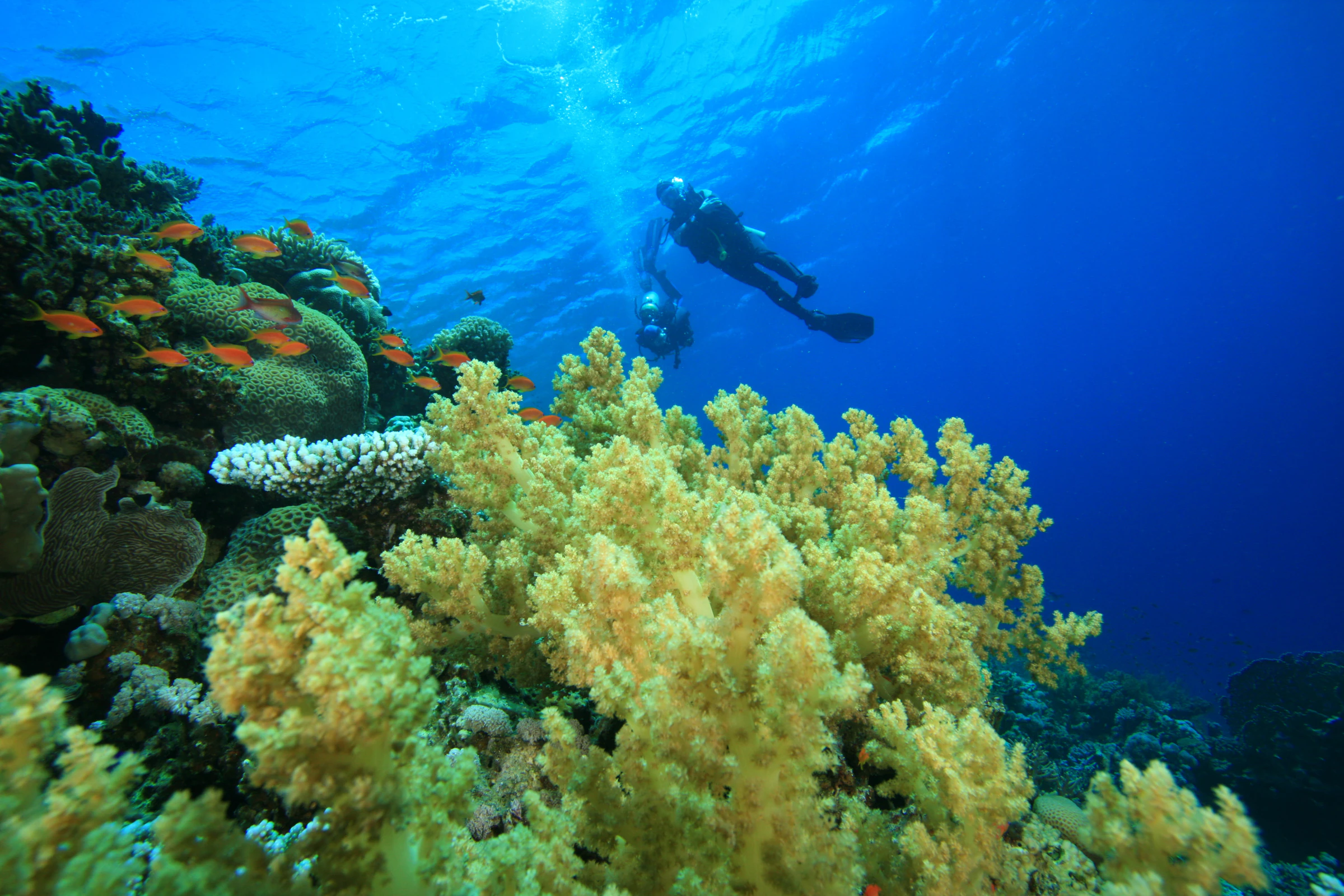 A scuba diver over a coral reef