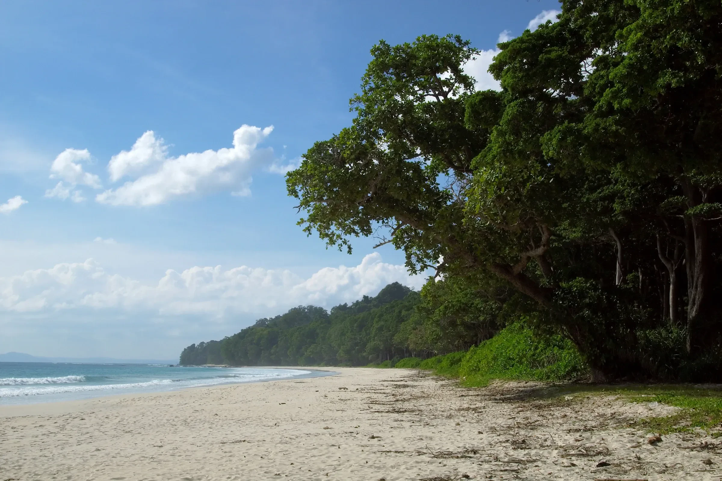 Radhanagar Beach on Havelock Island, with a large tree leaning over the sand