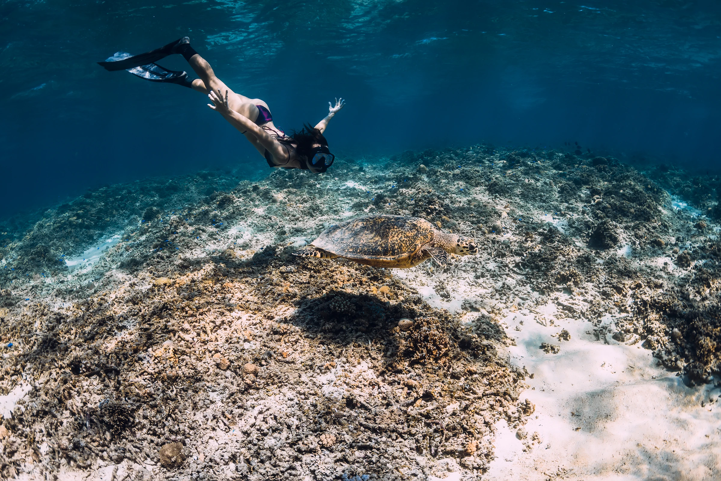 A snorkeller swimming above a turtle on the reef