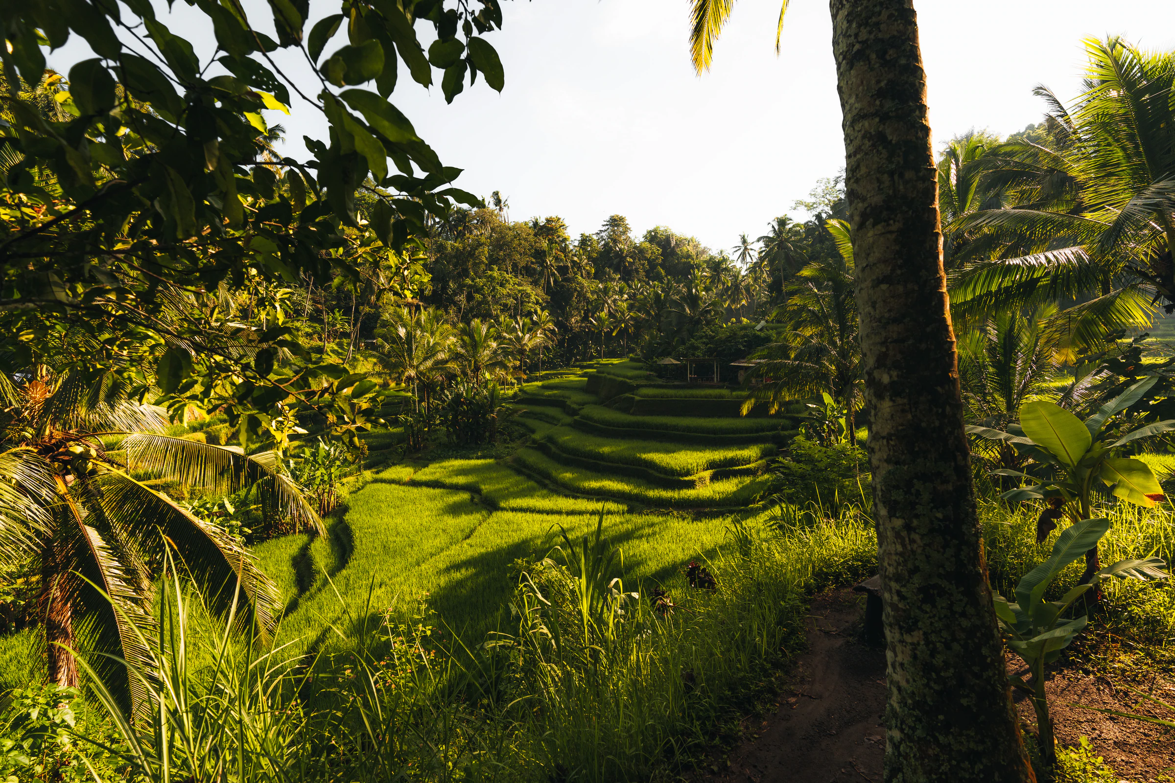 Arriving in Ubud among rice fields