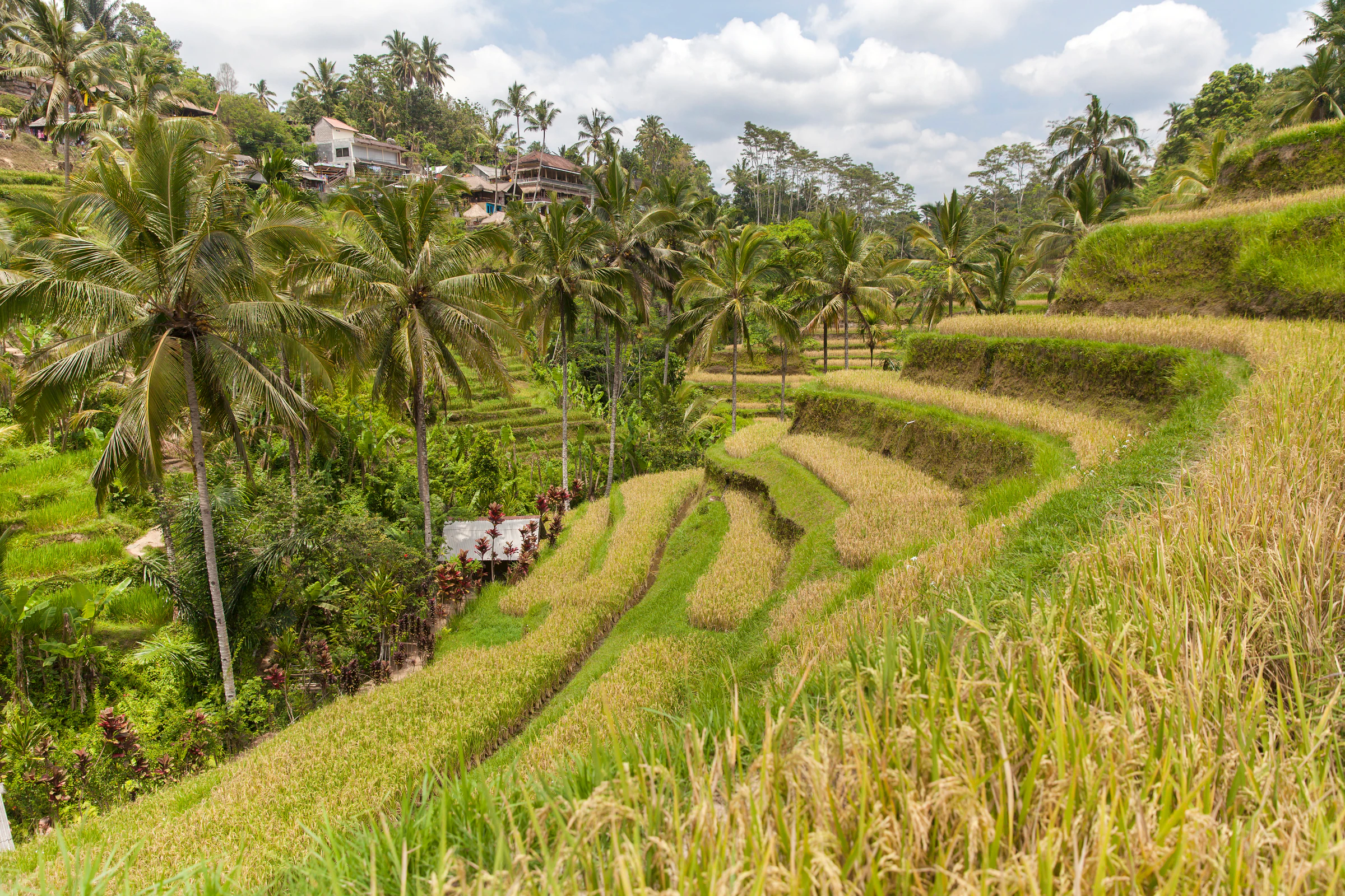 The Campuhan Ridge walk near Ubud