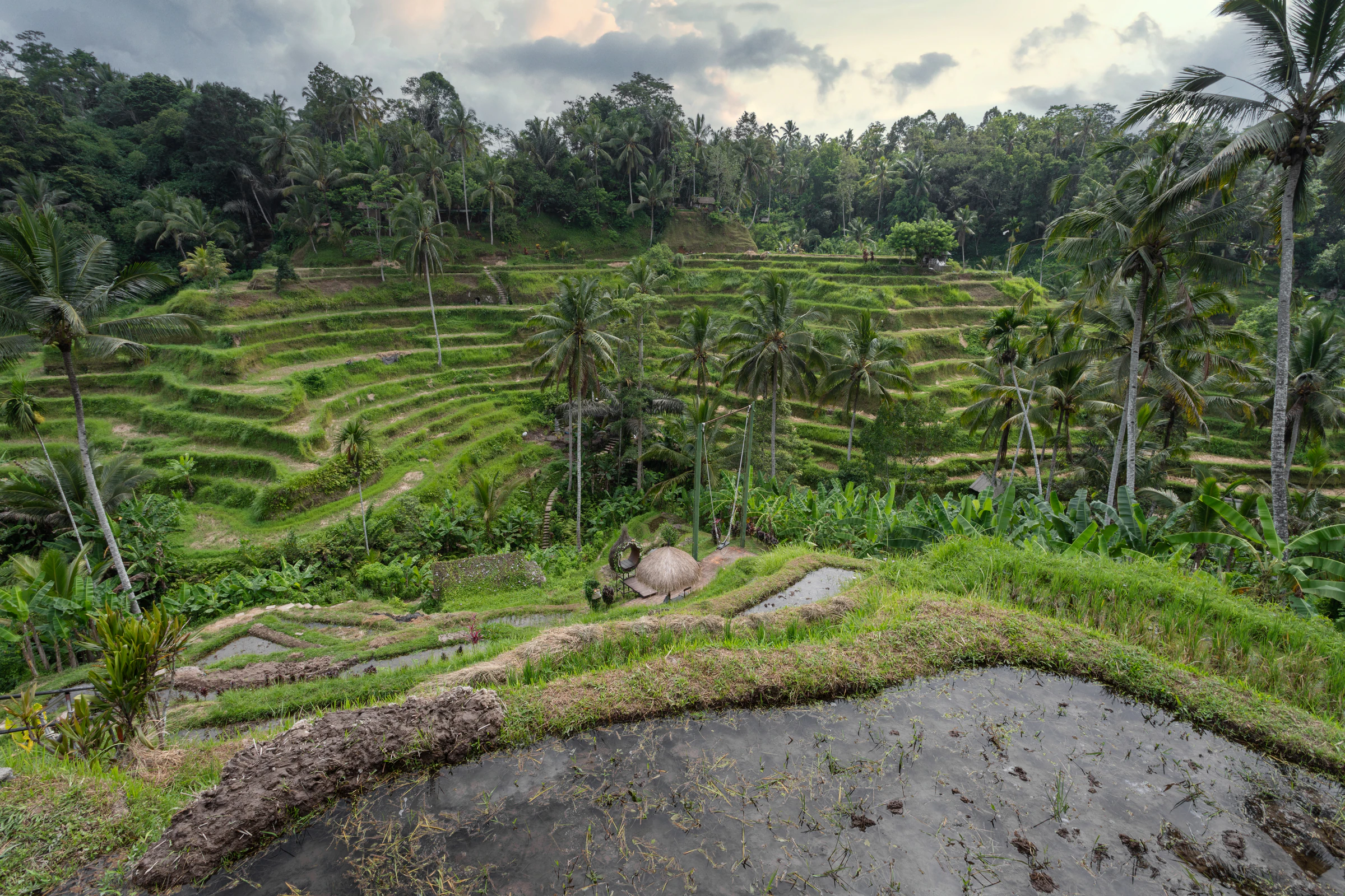 The rice terraces around Ubud, the trip's first stop