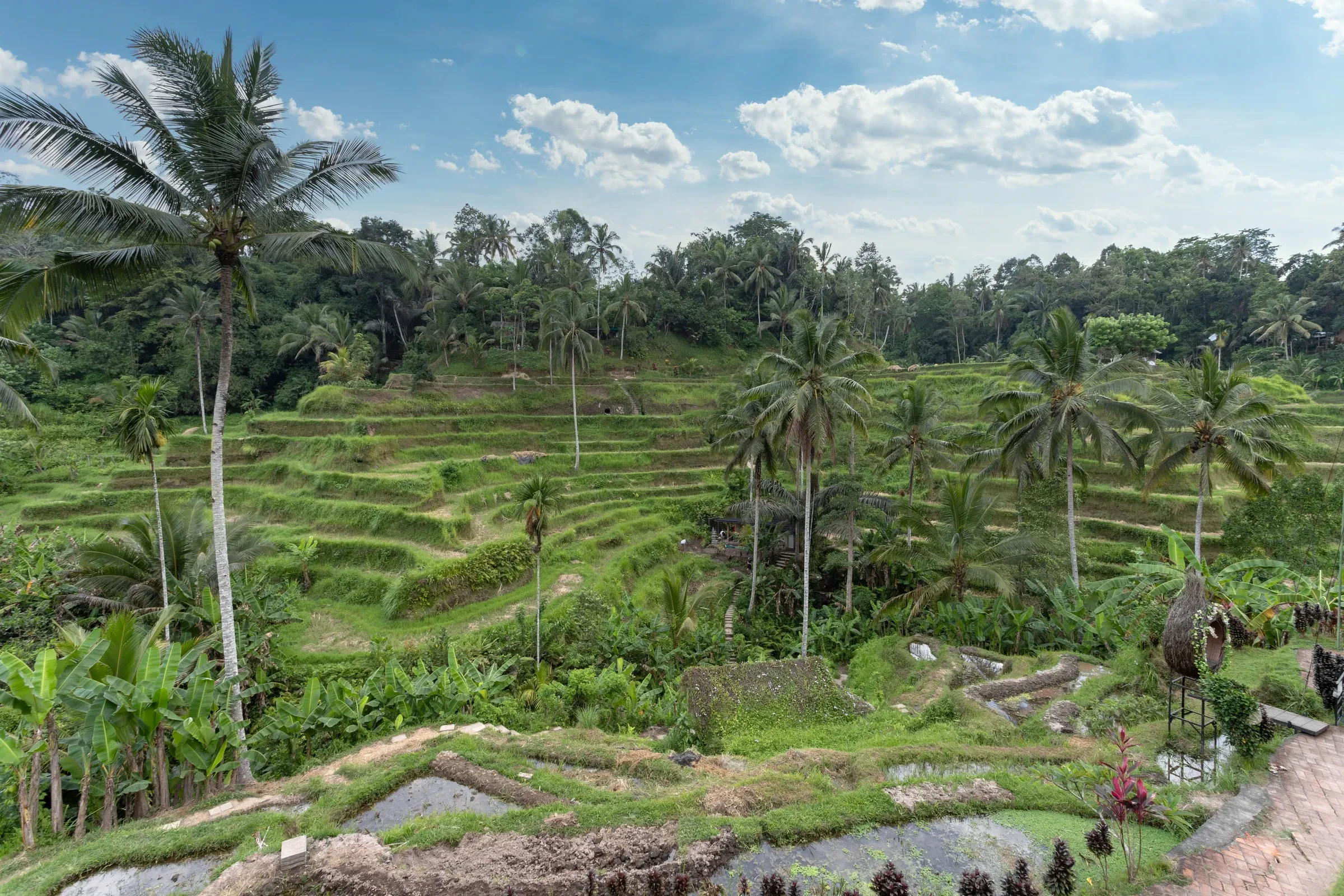 The Tegalalang rice terraces near Ubud, with palm trees
