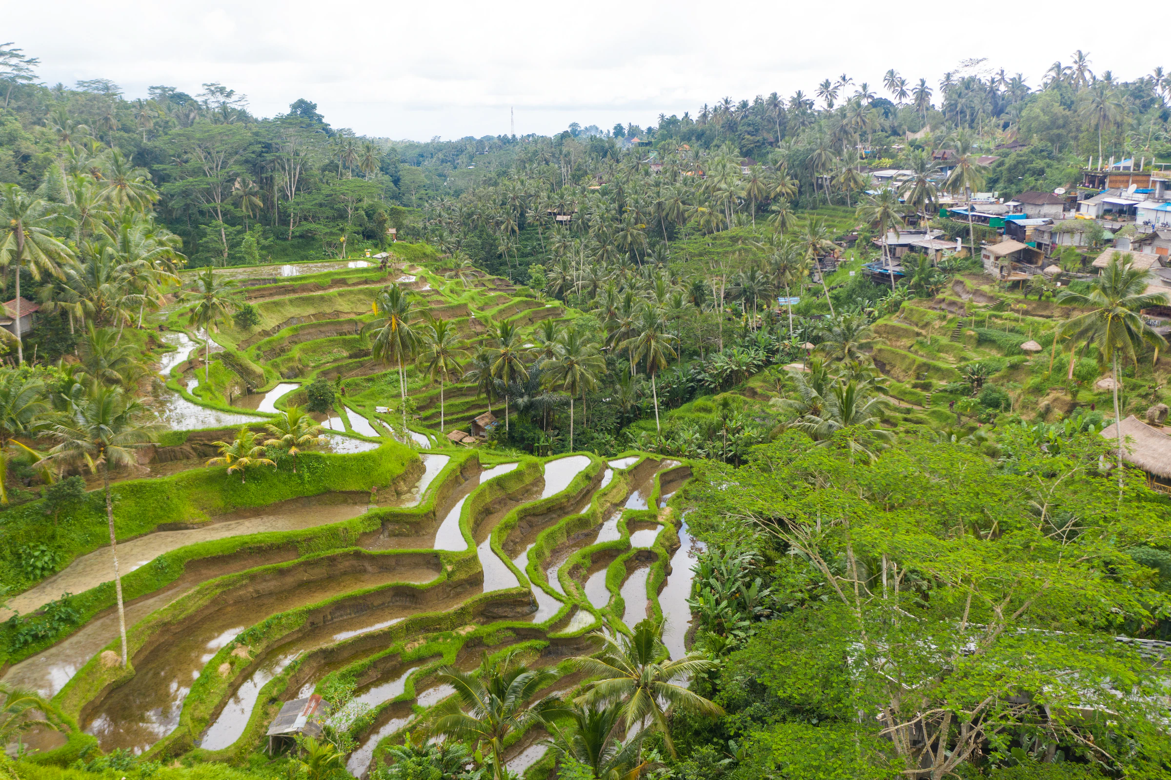 Terraced rice fields and palm trees on the way to Ubud