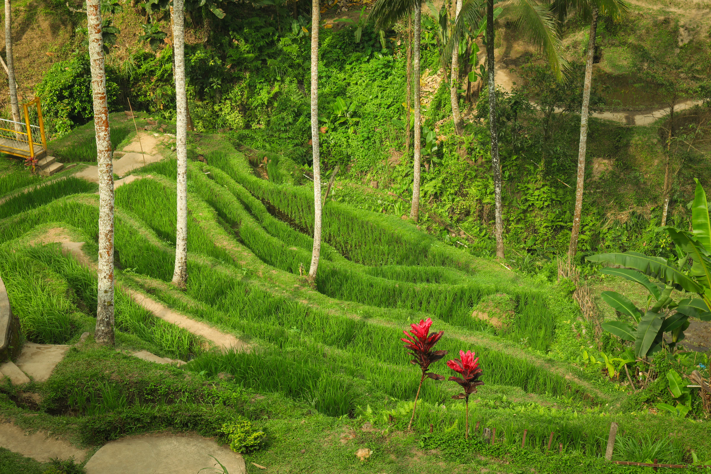 Rice terraces among palm trees near Ubud