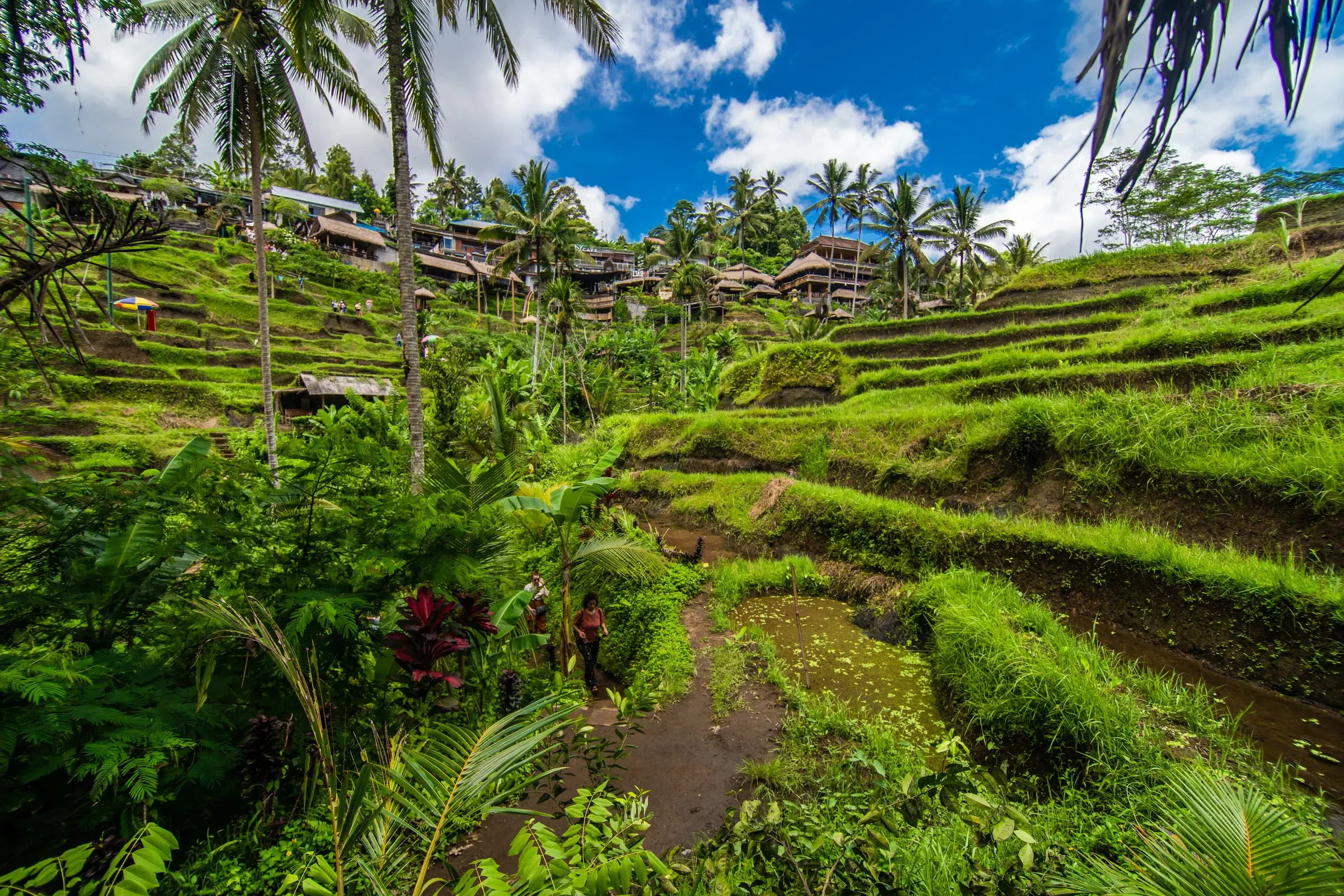 Rice terraces and palm trees near Ubud