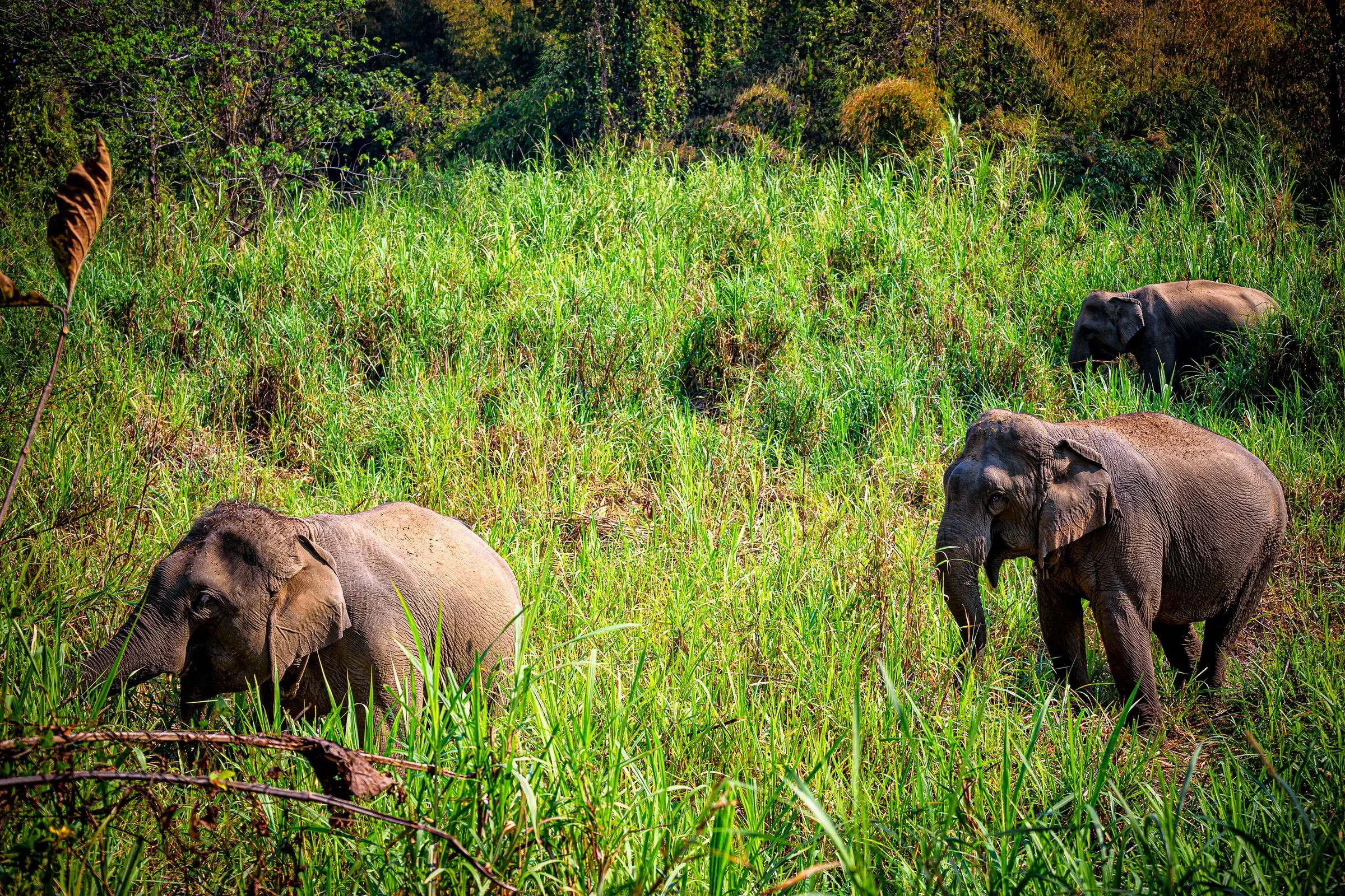 Elephants grazing in tall grass at the edge of a forest