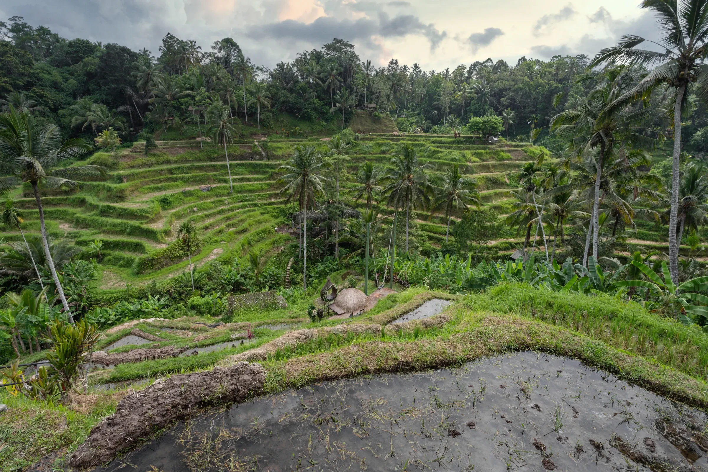 Stepped green rice terraces among palm trees at Tegallalang near Ubud