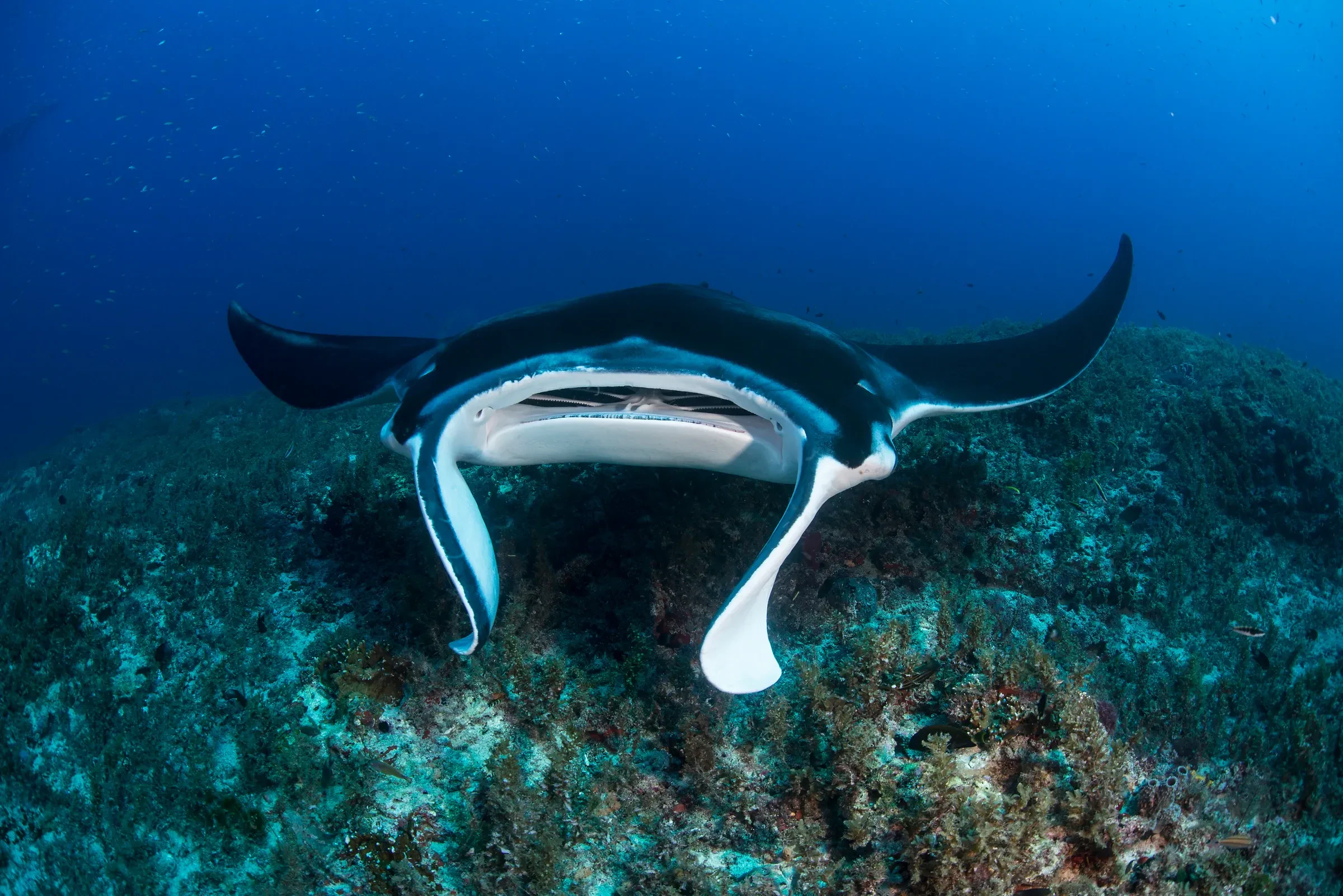 A reef manta ray gliding over the reef off Nusa Penida
