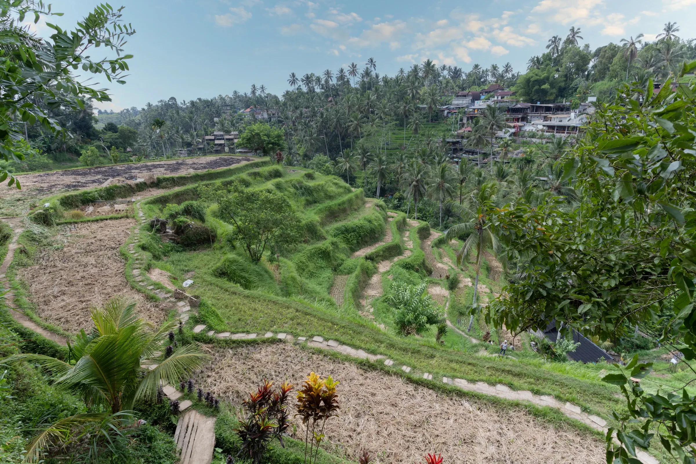 Green rice terraces at Tegallalang above a valley near Ubud