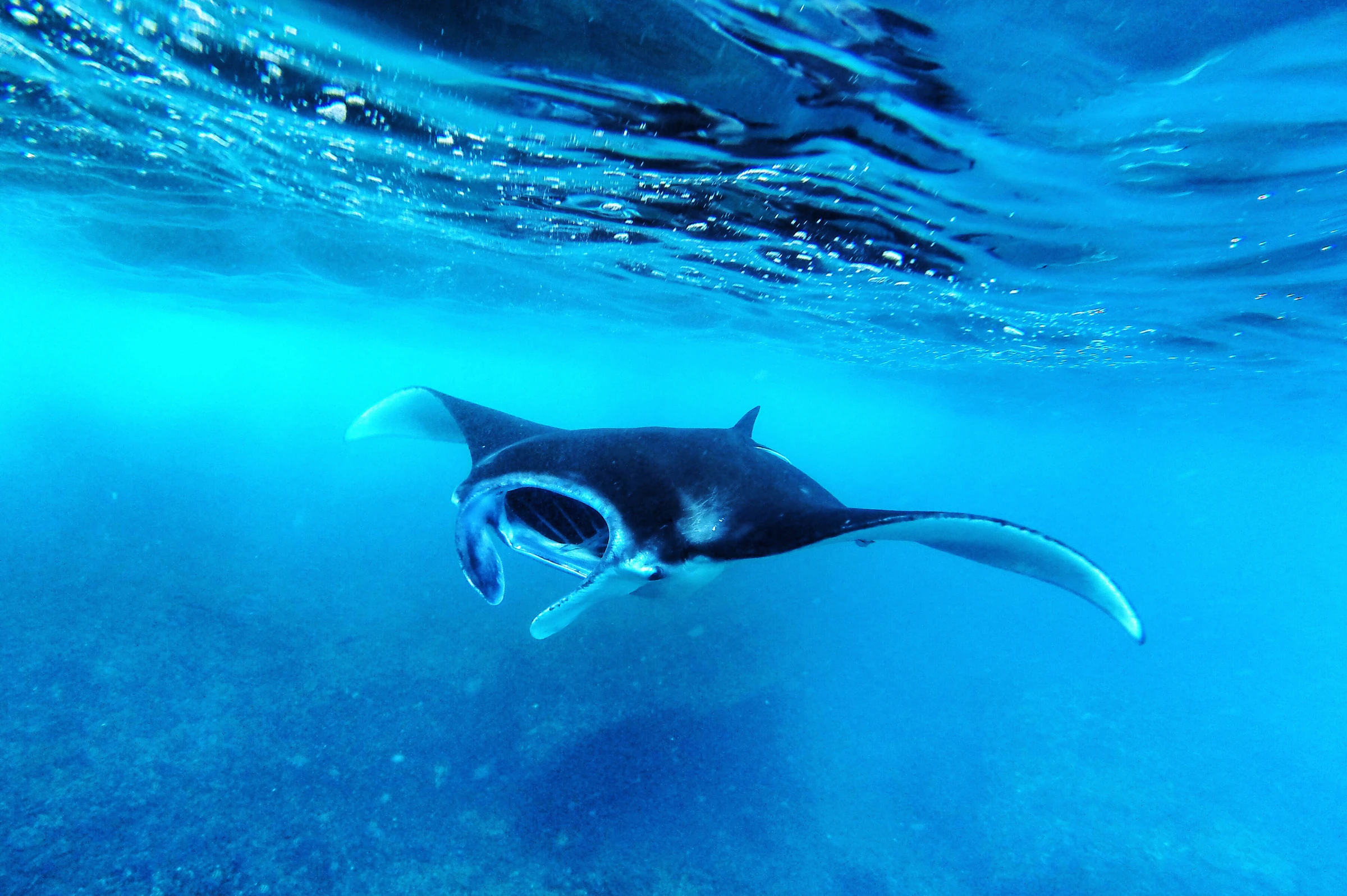 A reef manta ray gliding through clear blue water