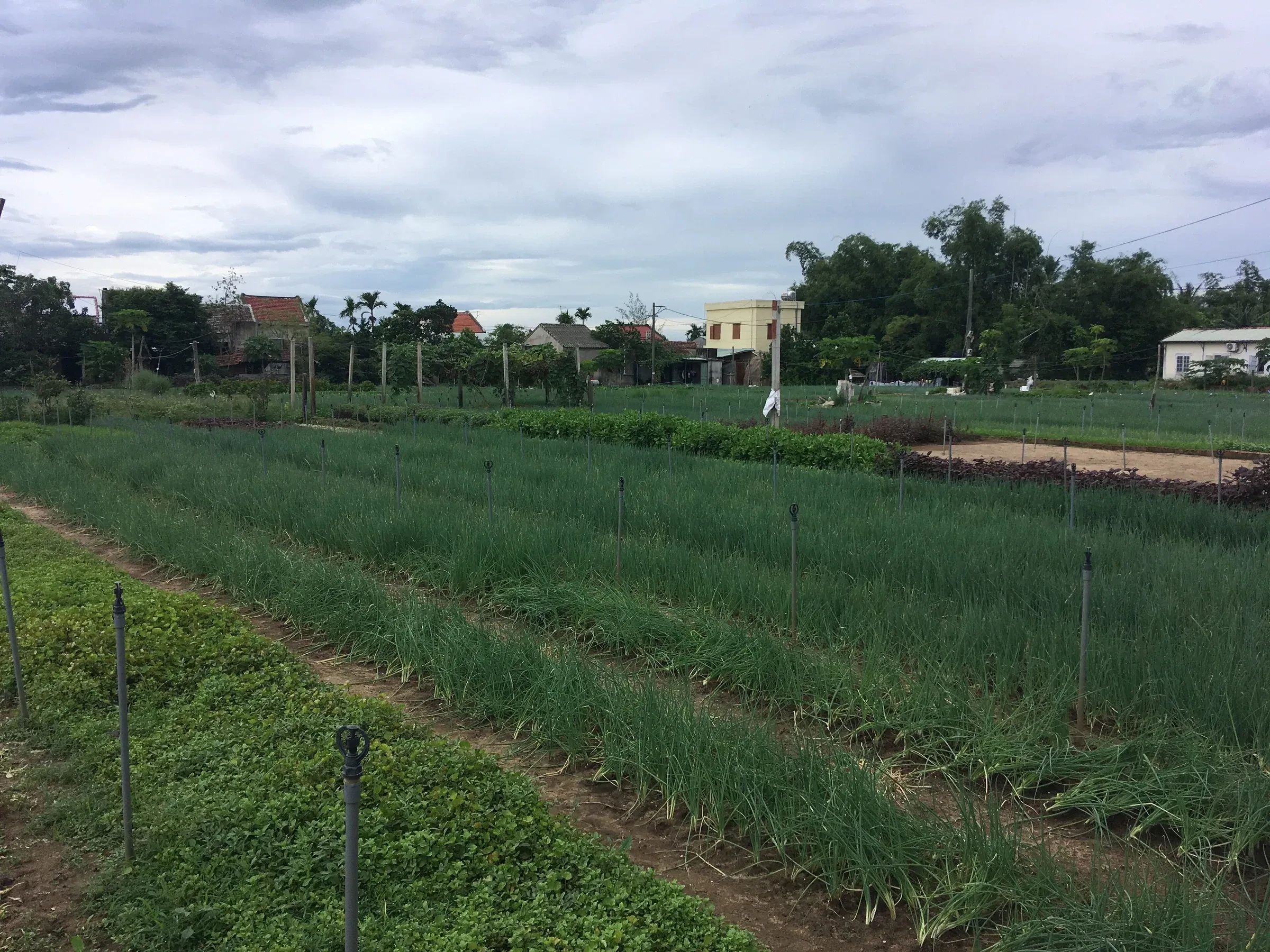 Rows of herbs and vegetables growing in the fields of Tra Que village near Hoi An
