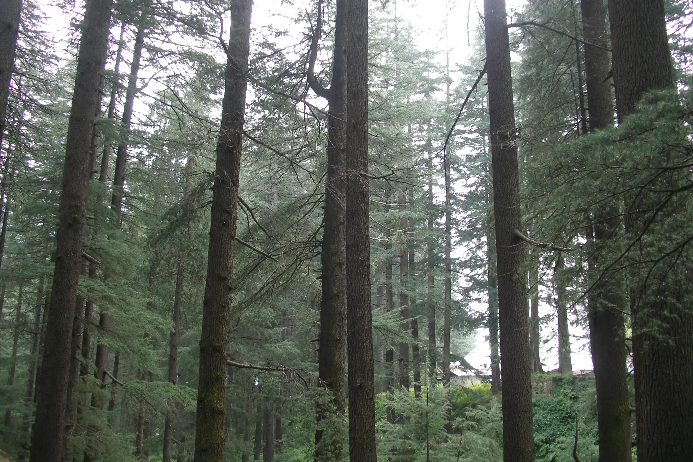 Tall conifers in a forest in the Kullu Valley near Manali