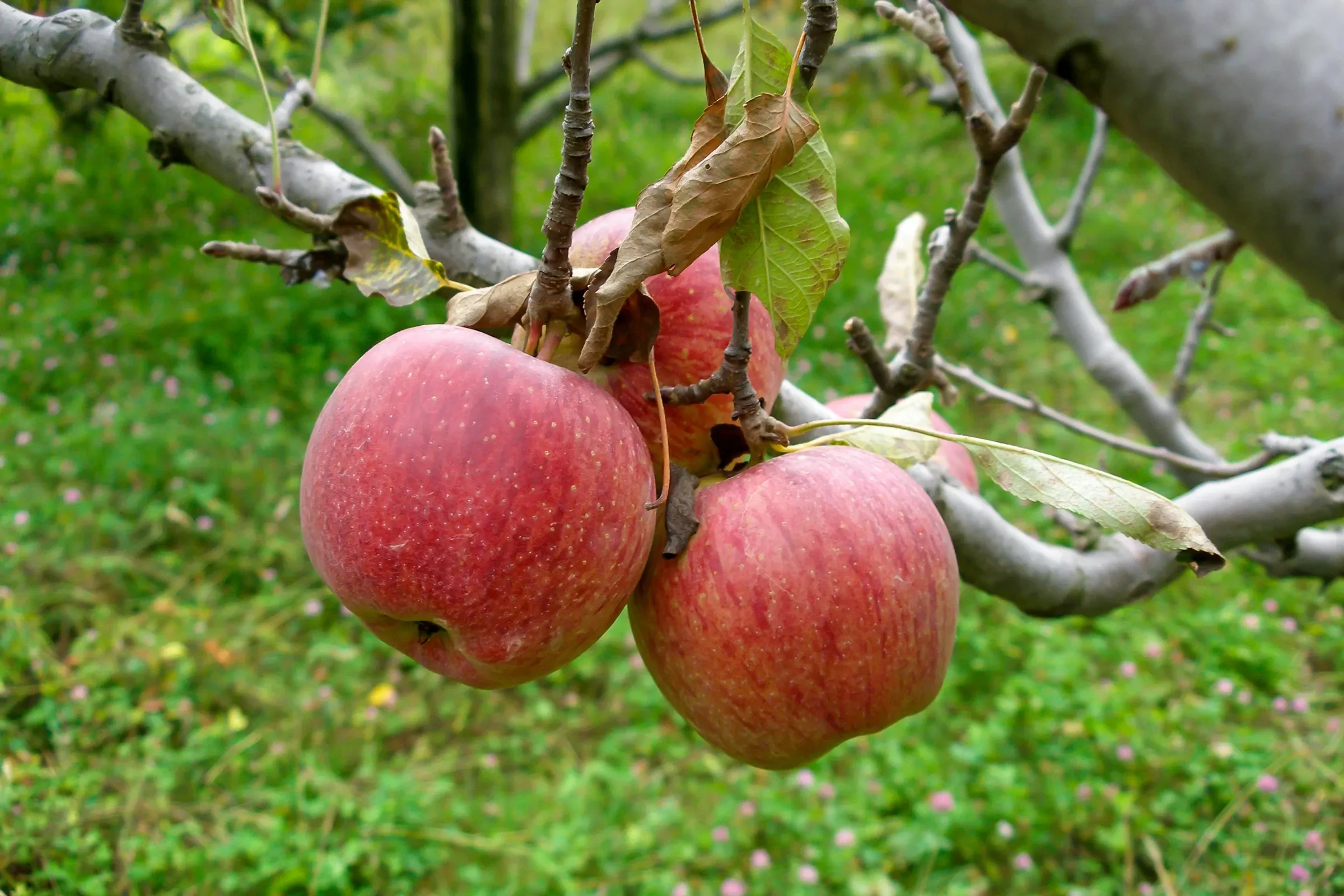 Ripe apples on a branch in Vashisht, near Manali