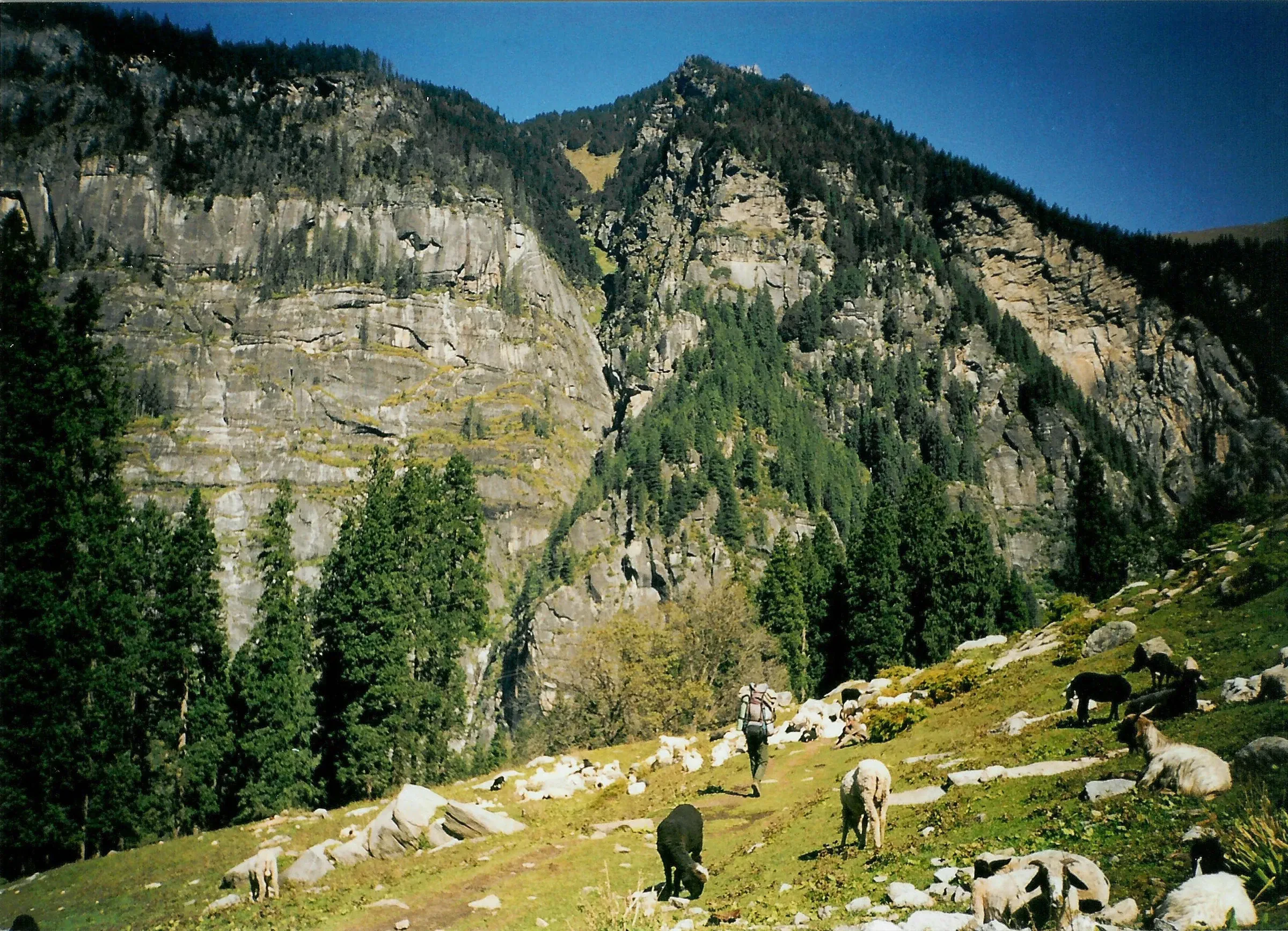 Grazing animals on a steep green slope in the Hampta valley near Jobra