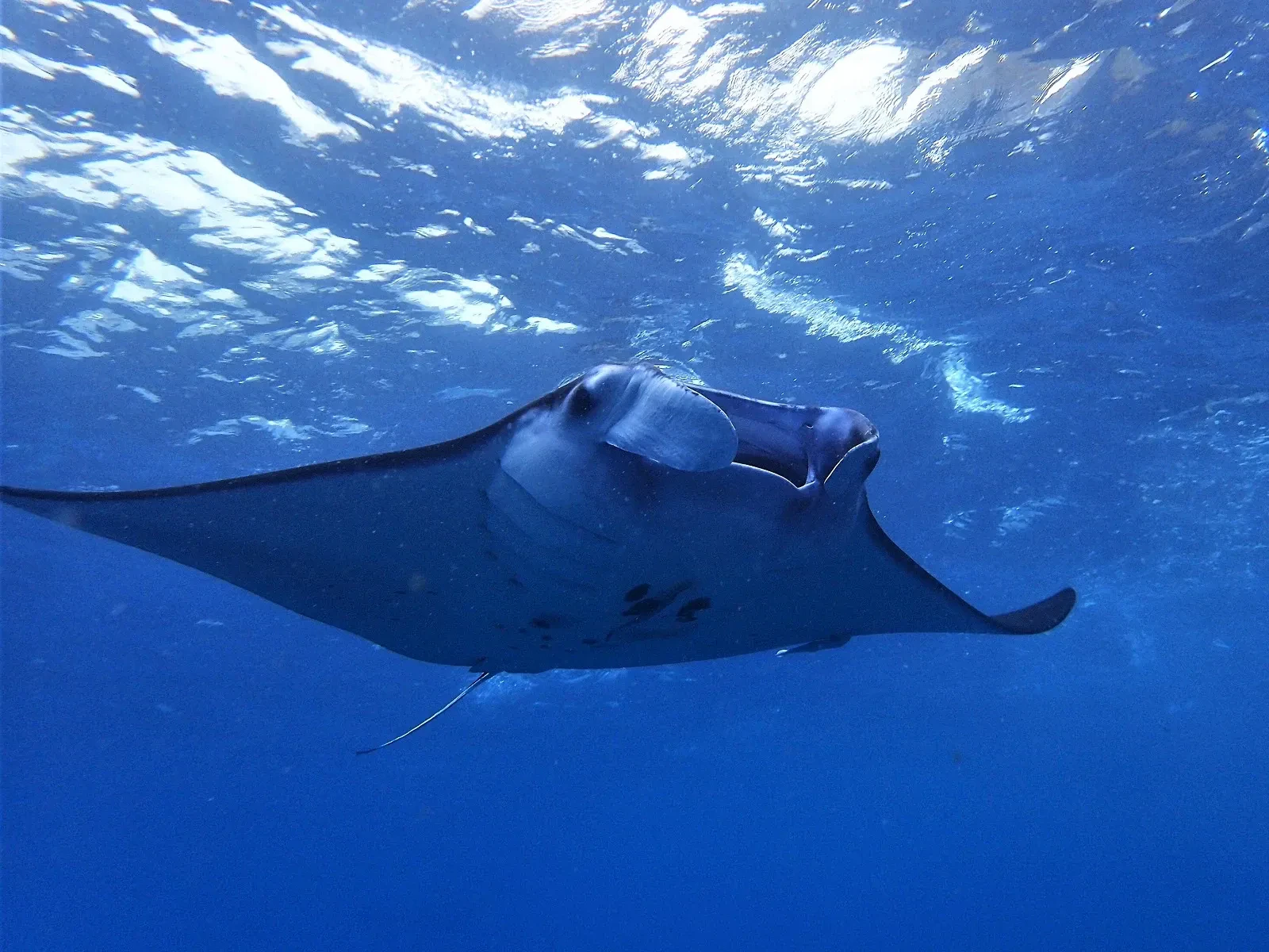 A reef manta ray swimming near the surface off Nusa Penida