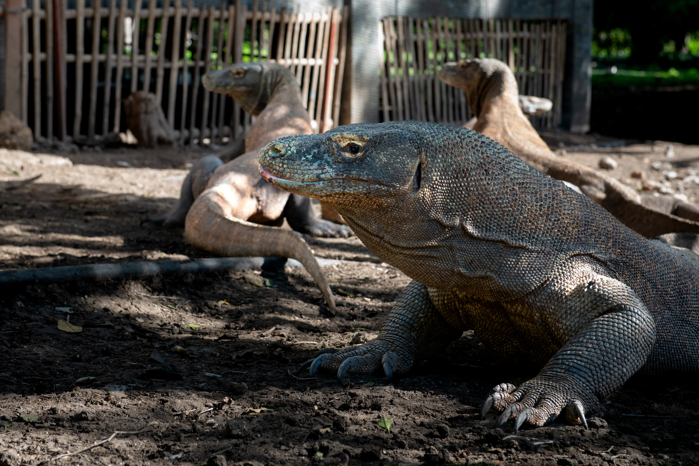 A Komodo dragon lying in the shade beside a wooden fence